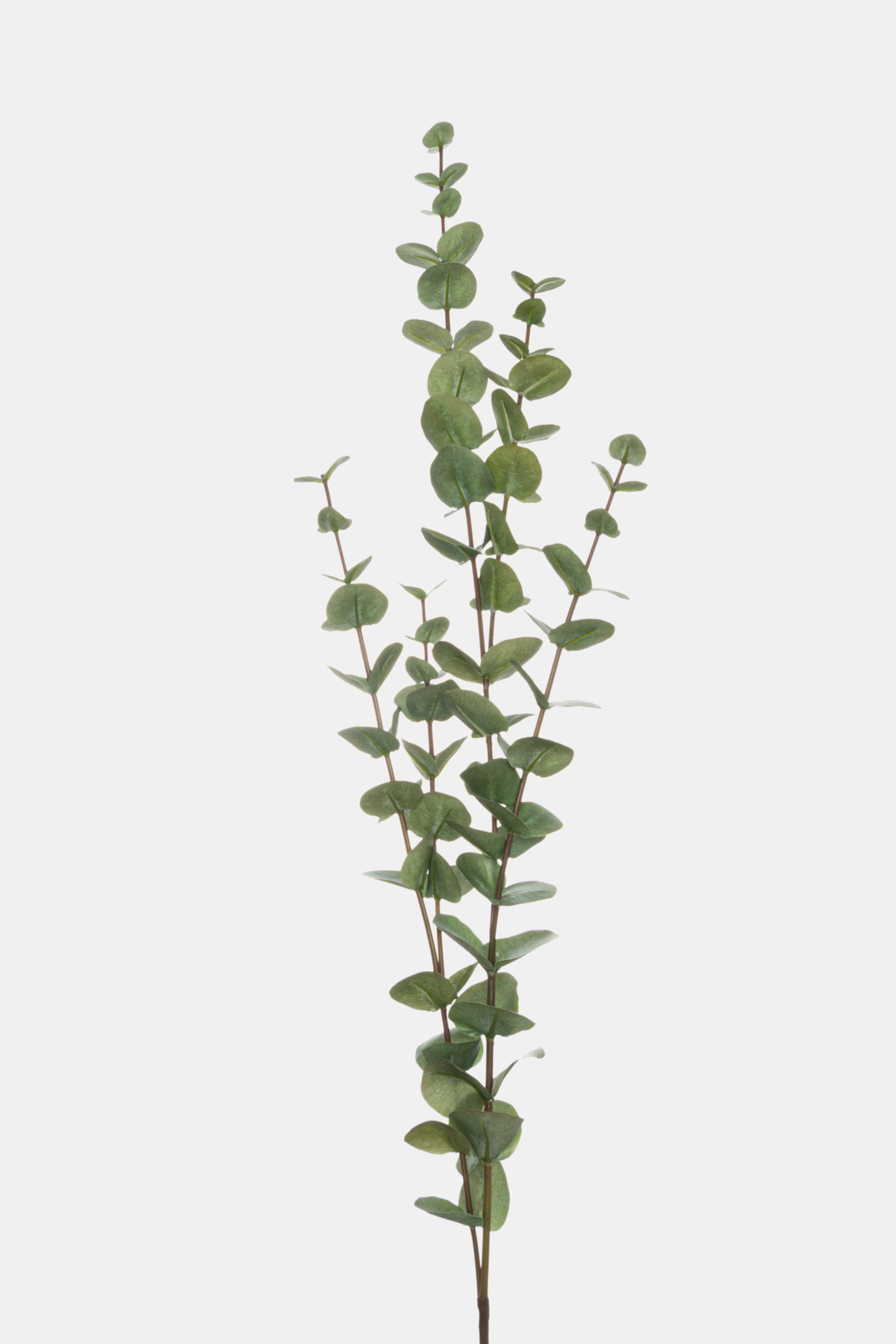 Large Cineraria Eucalyptus Spray