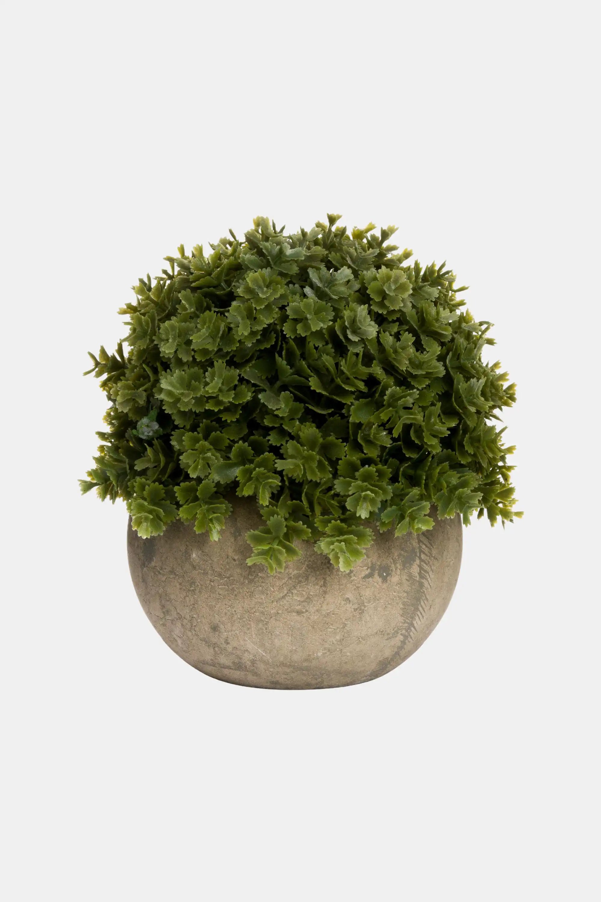 Miniature Hebe Pot