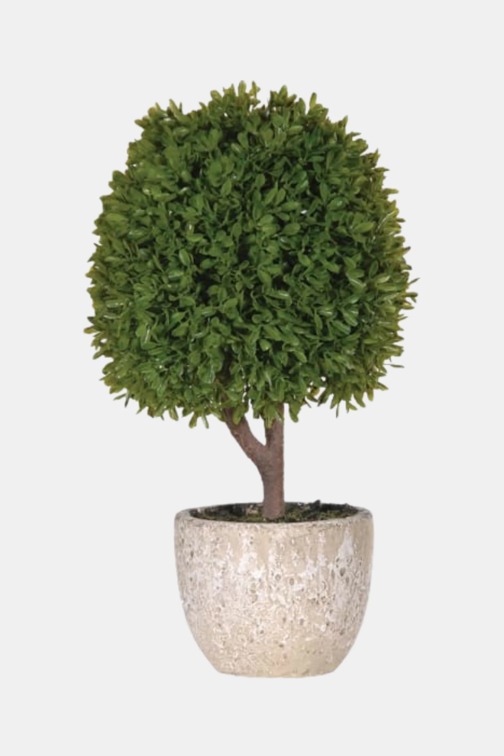 Miniature Green Boxwood Ball