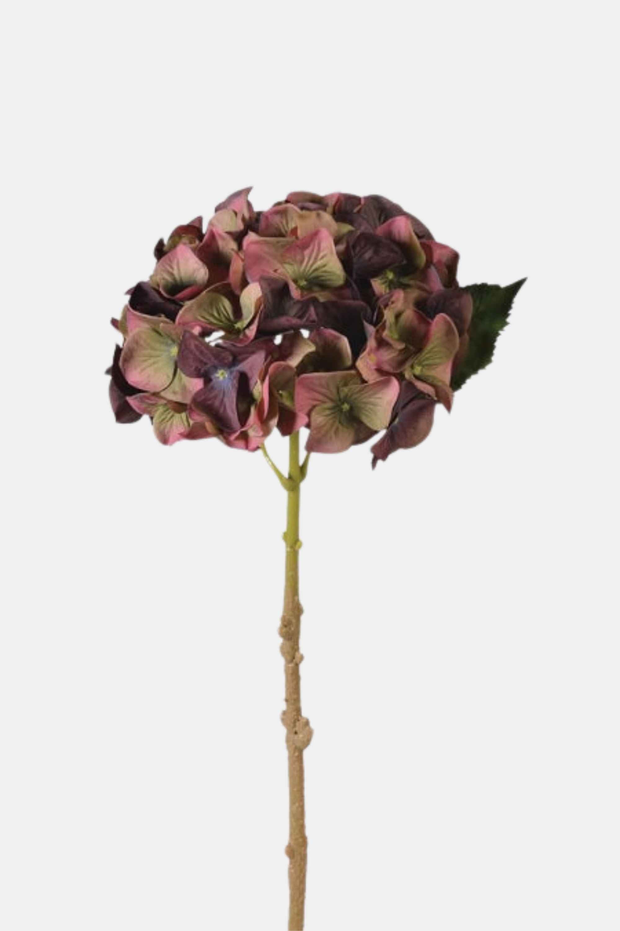 Fig & Olive Hydrangea