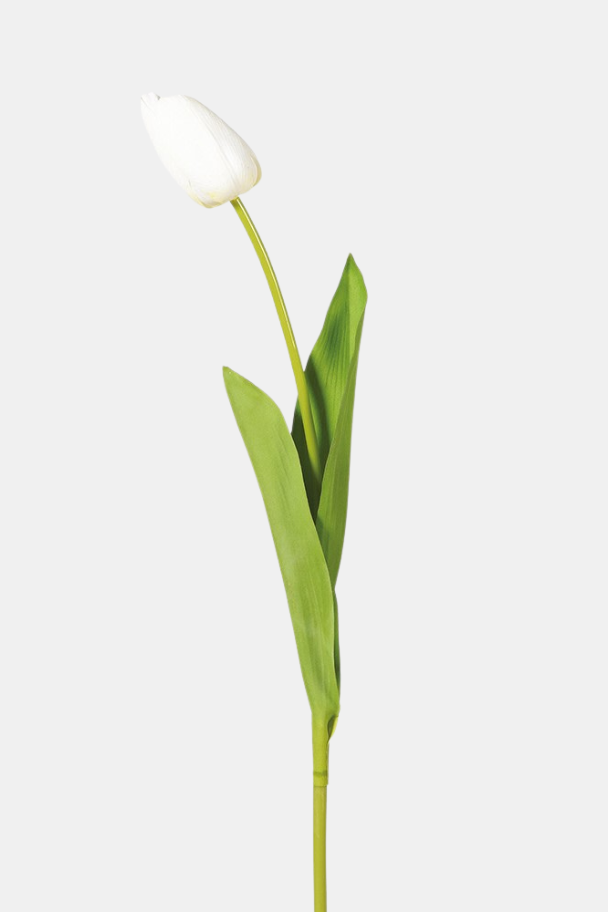 White Tulip