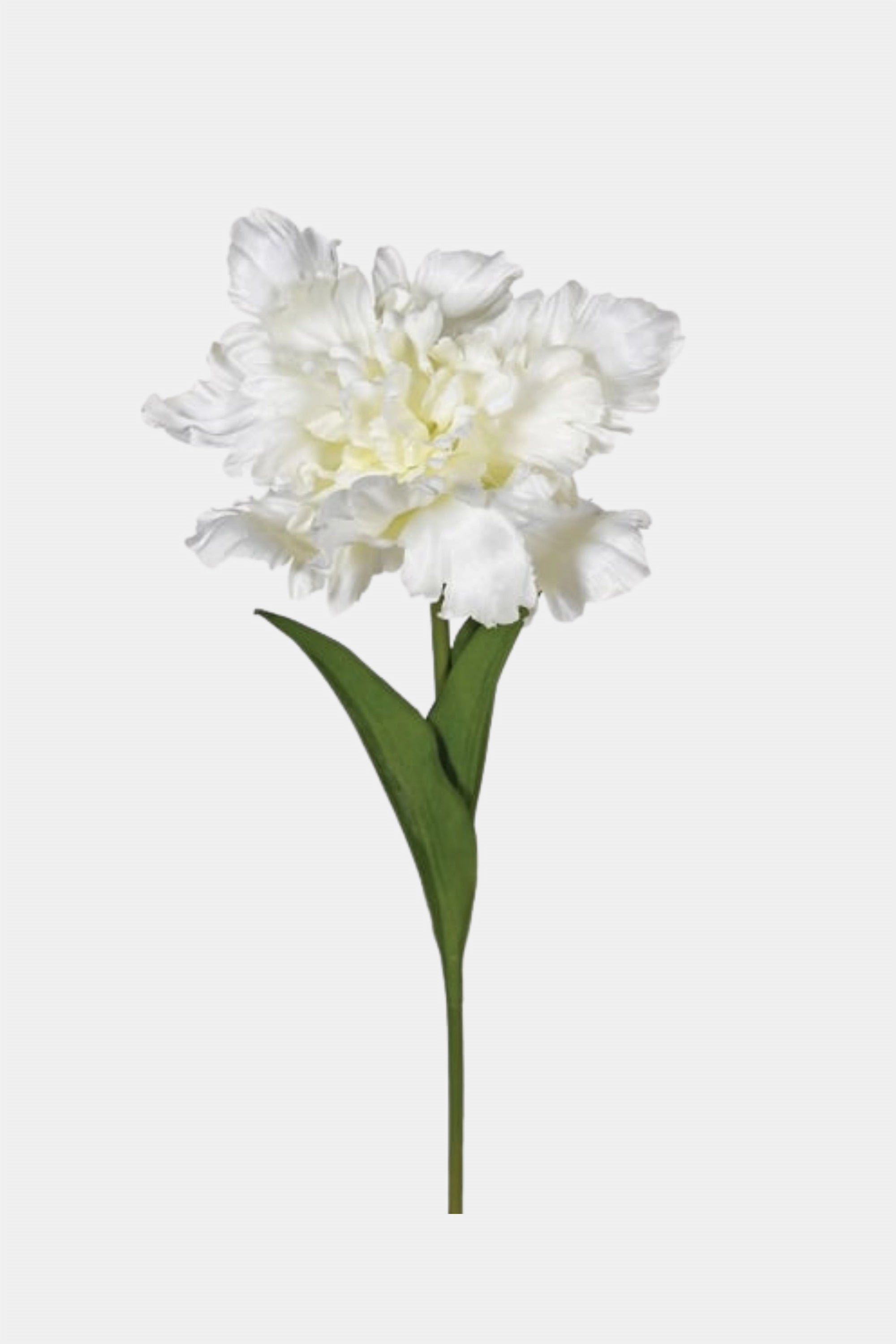 White Parrot Tulip