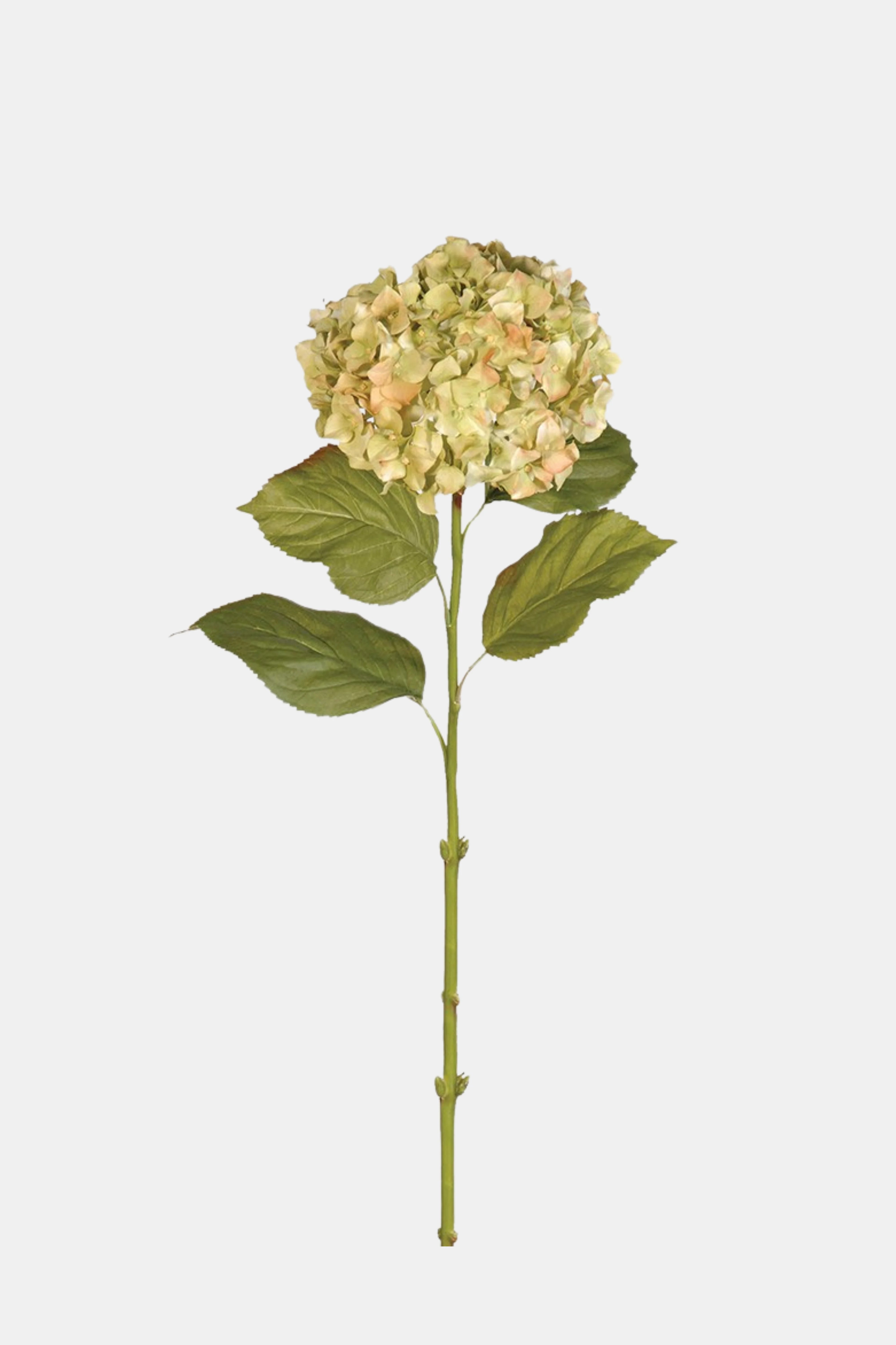 Pistachio Hydrangea