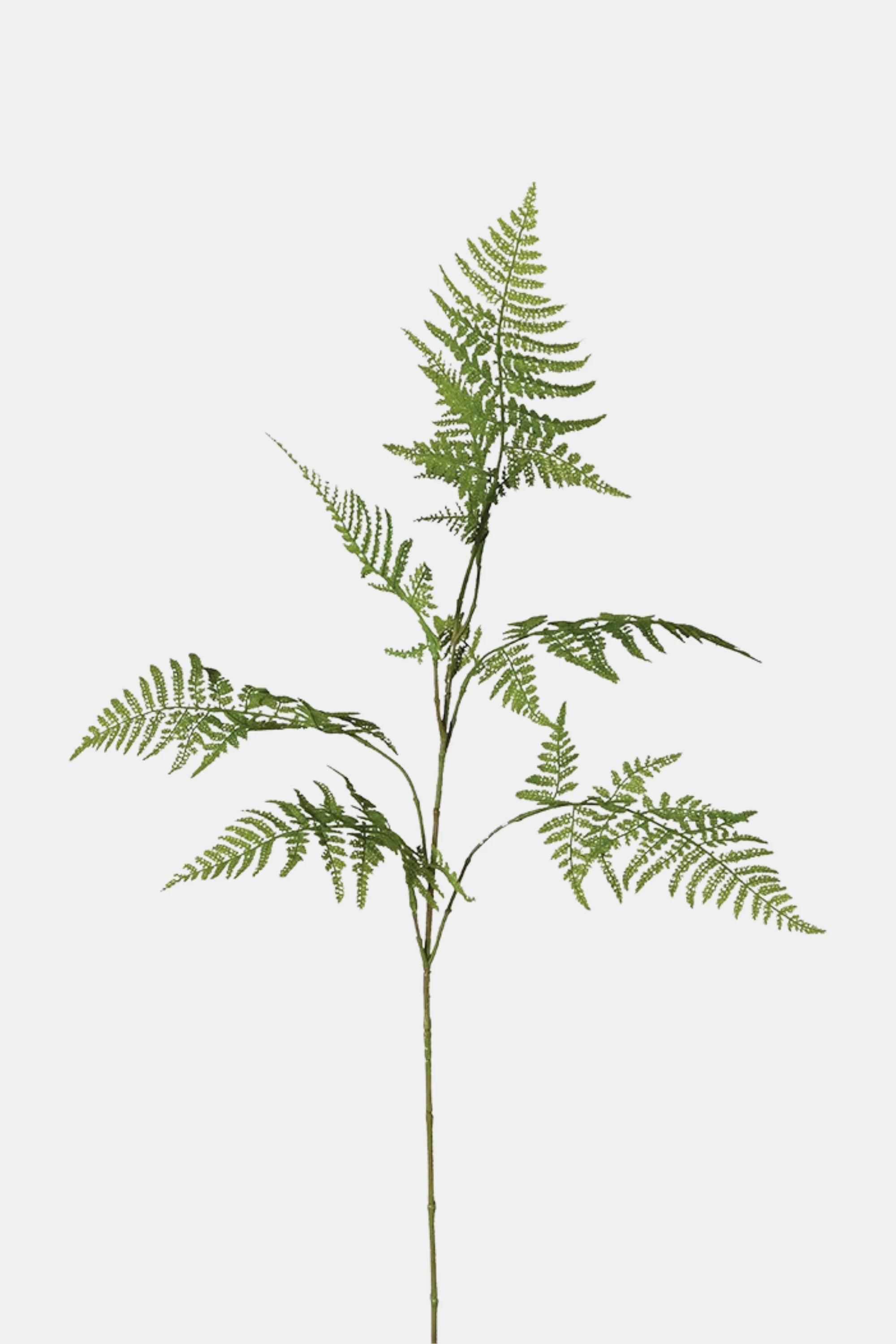 Green Fern Spray