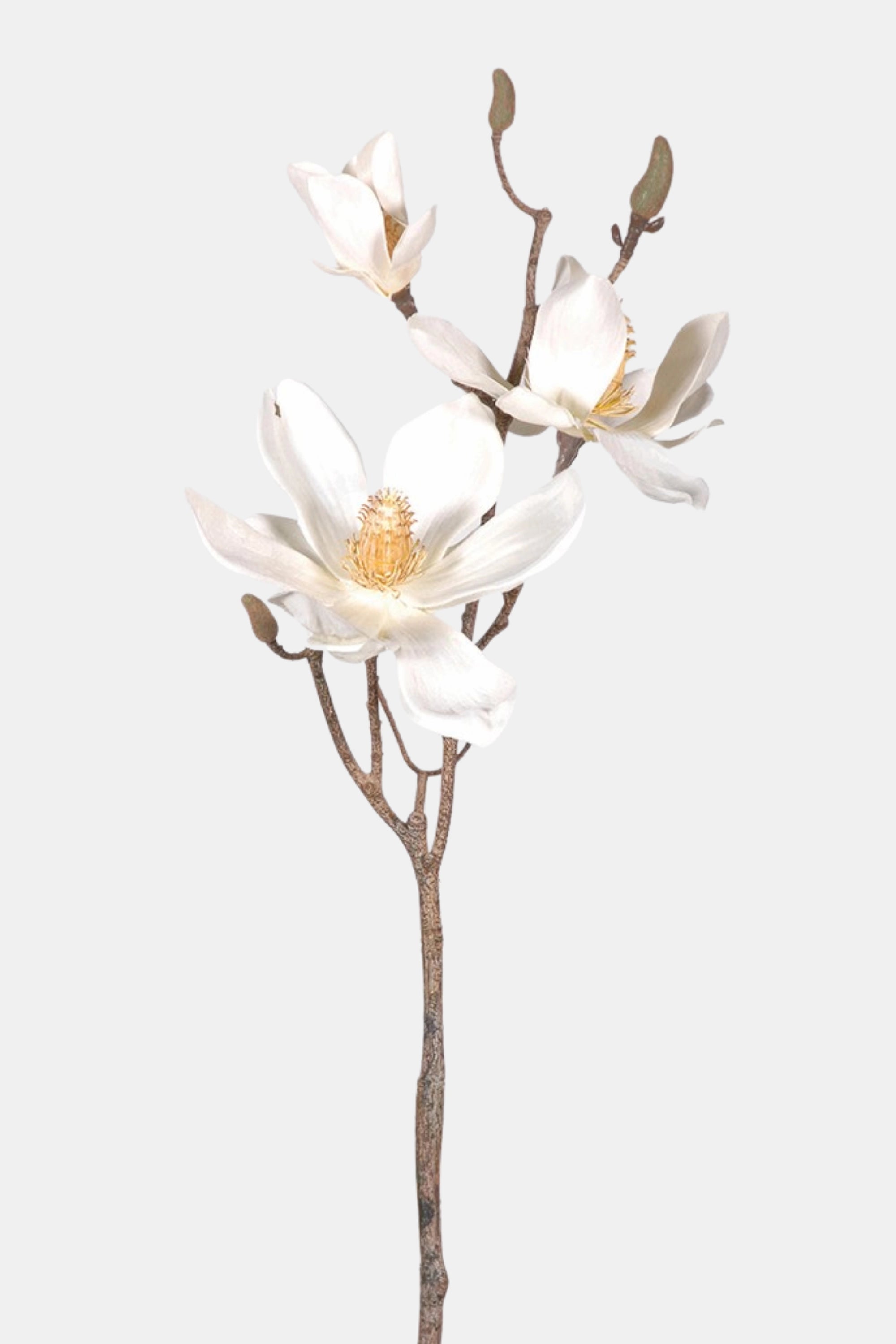 Cream Magnolia