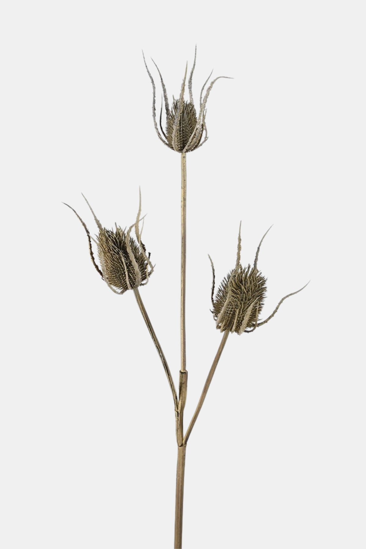 Brown Teasel Bundle