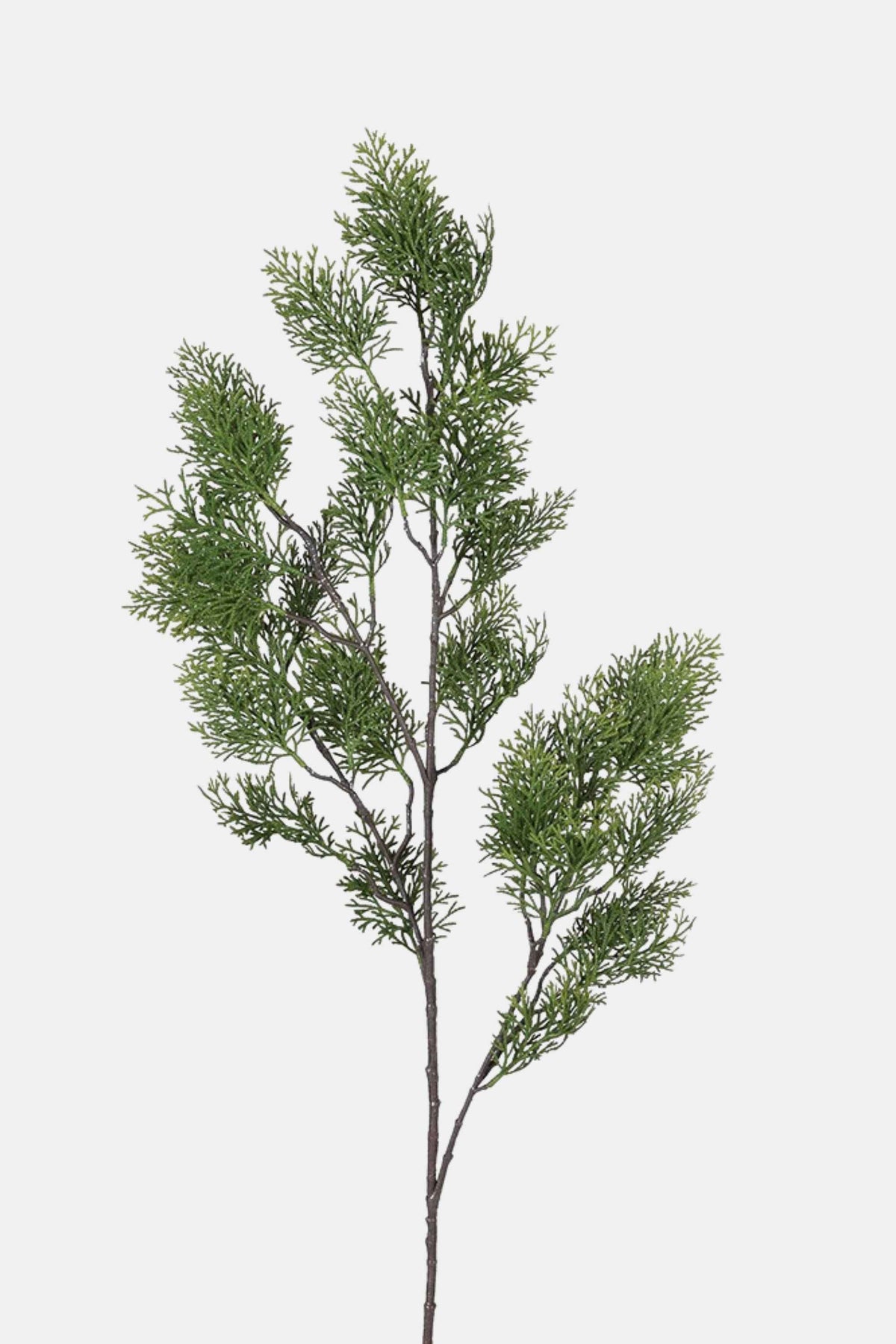 Green Cypress Spray