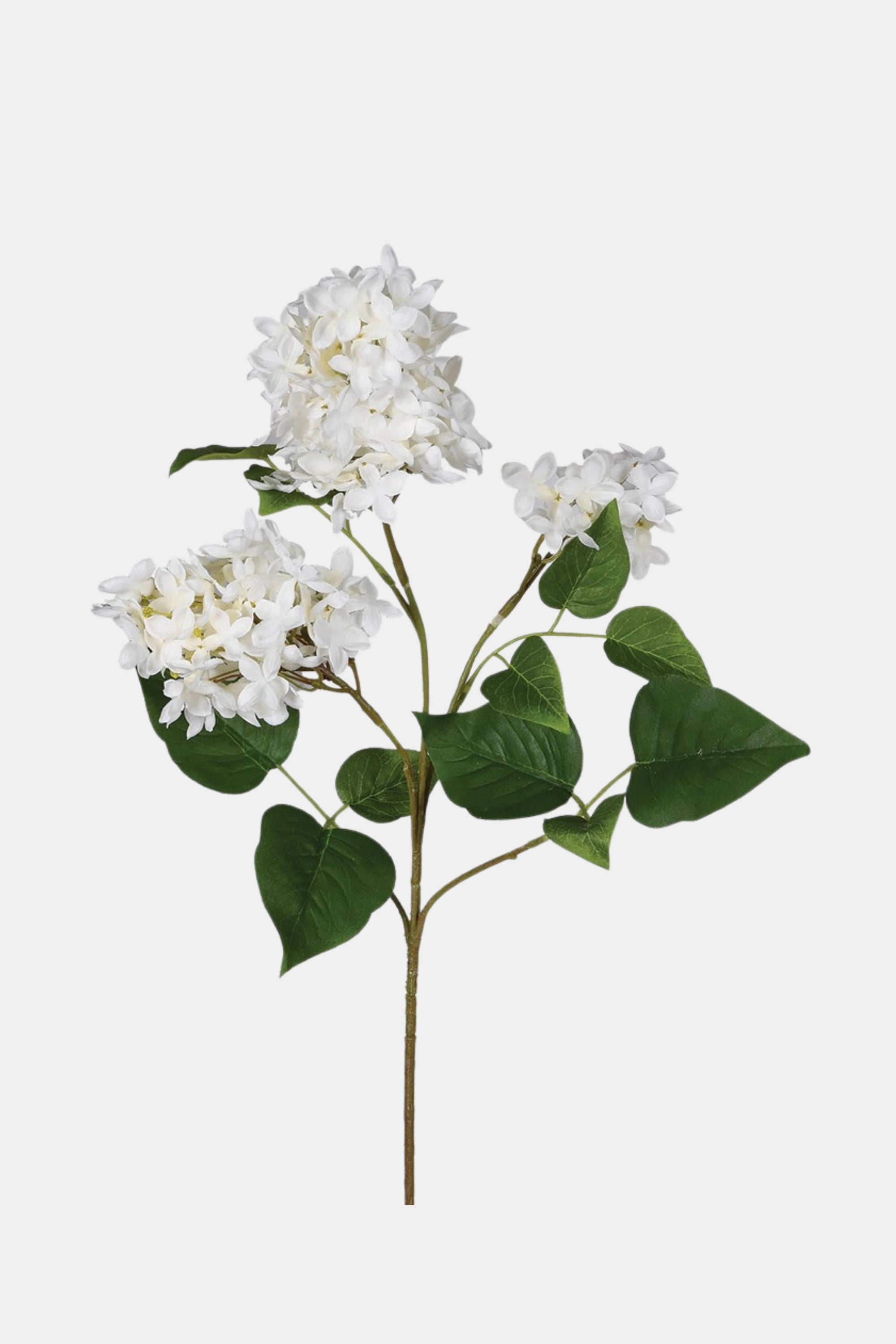 White Lilac Stem