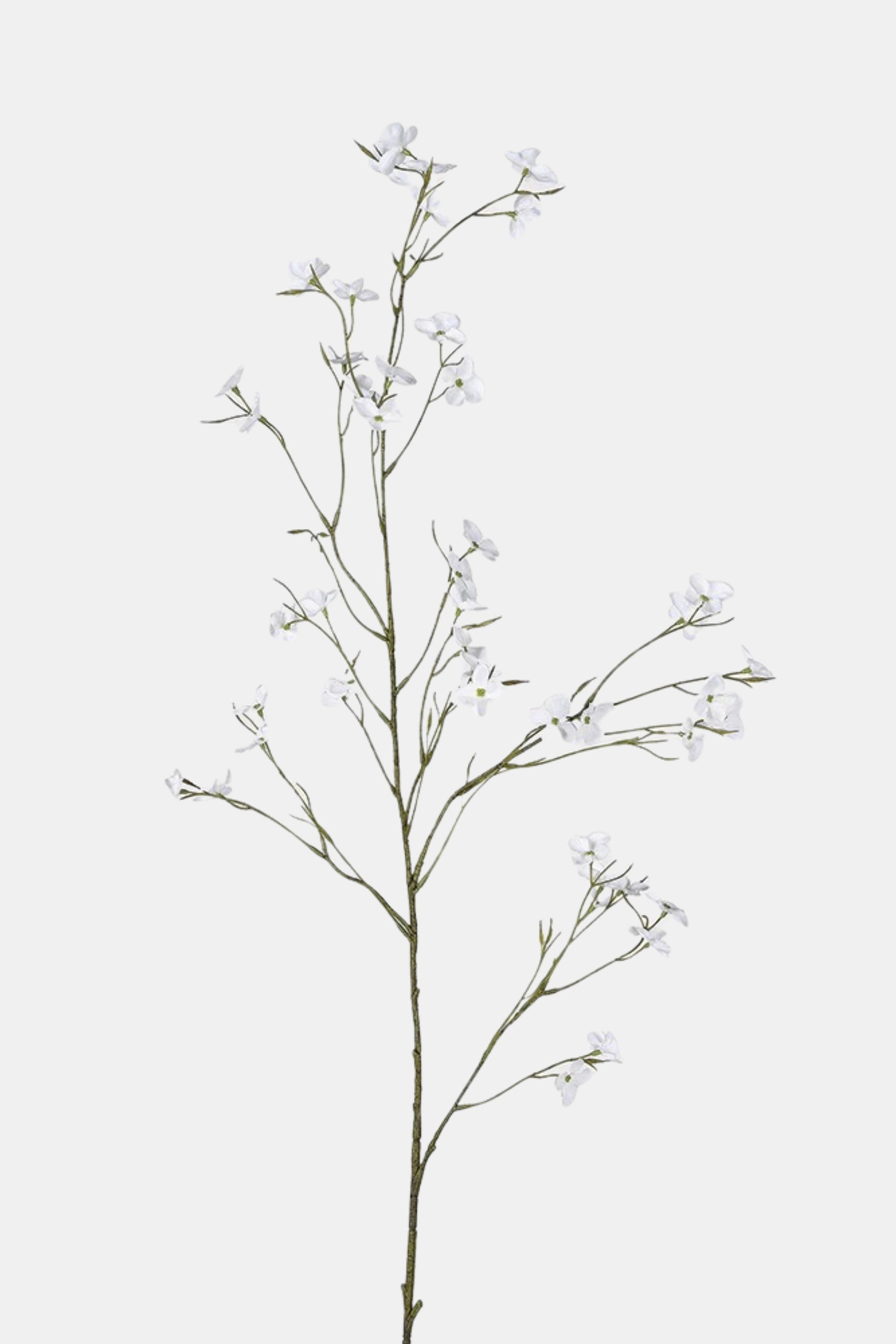 White Wild Cherry Stem