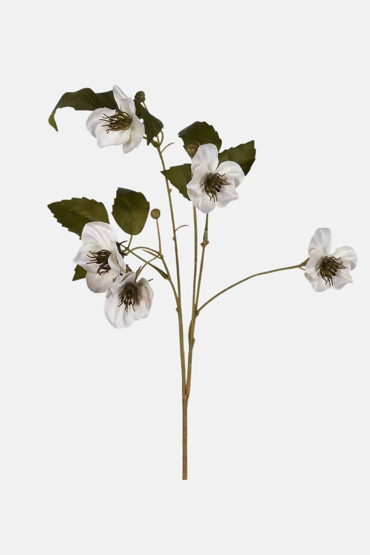 Cream Hellebore Stem