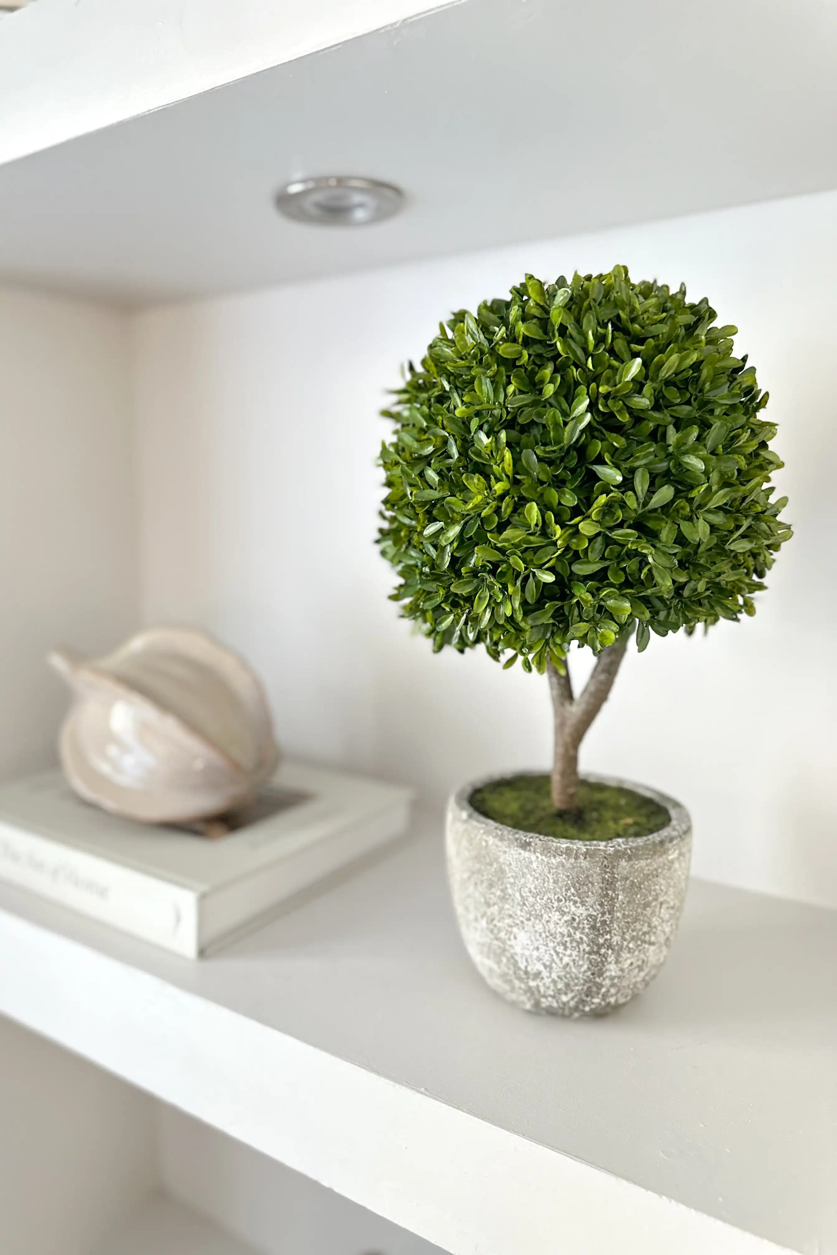 Miniature Green Boxwood Ball
