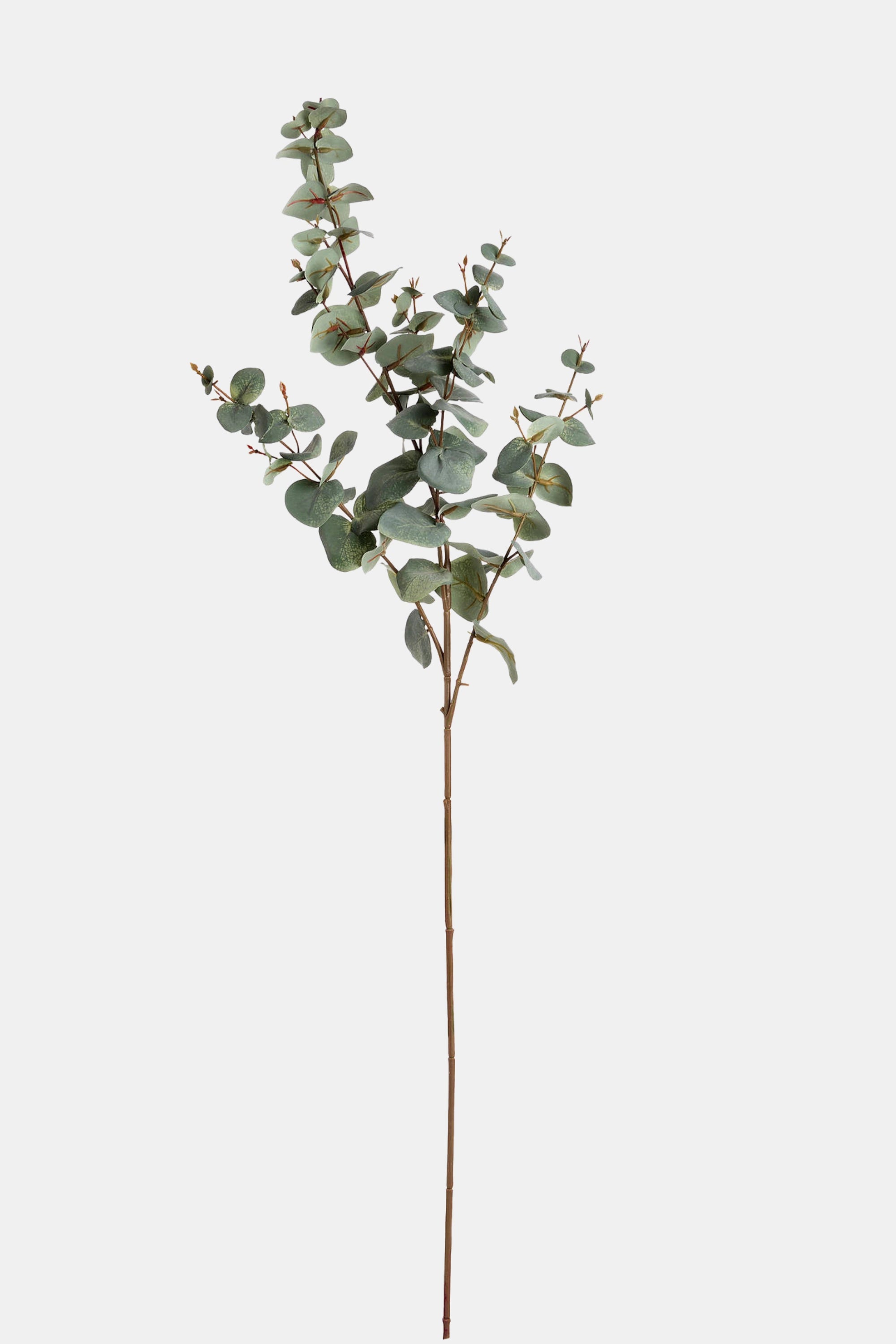 Green Variegated Eucalyptus