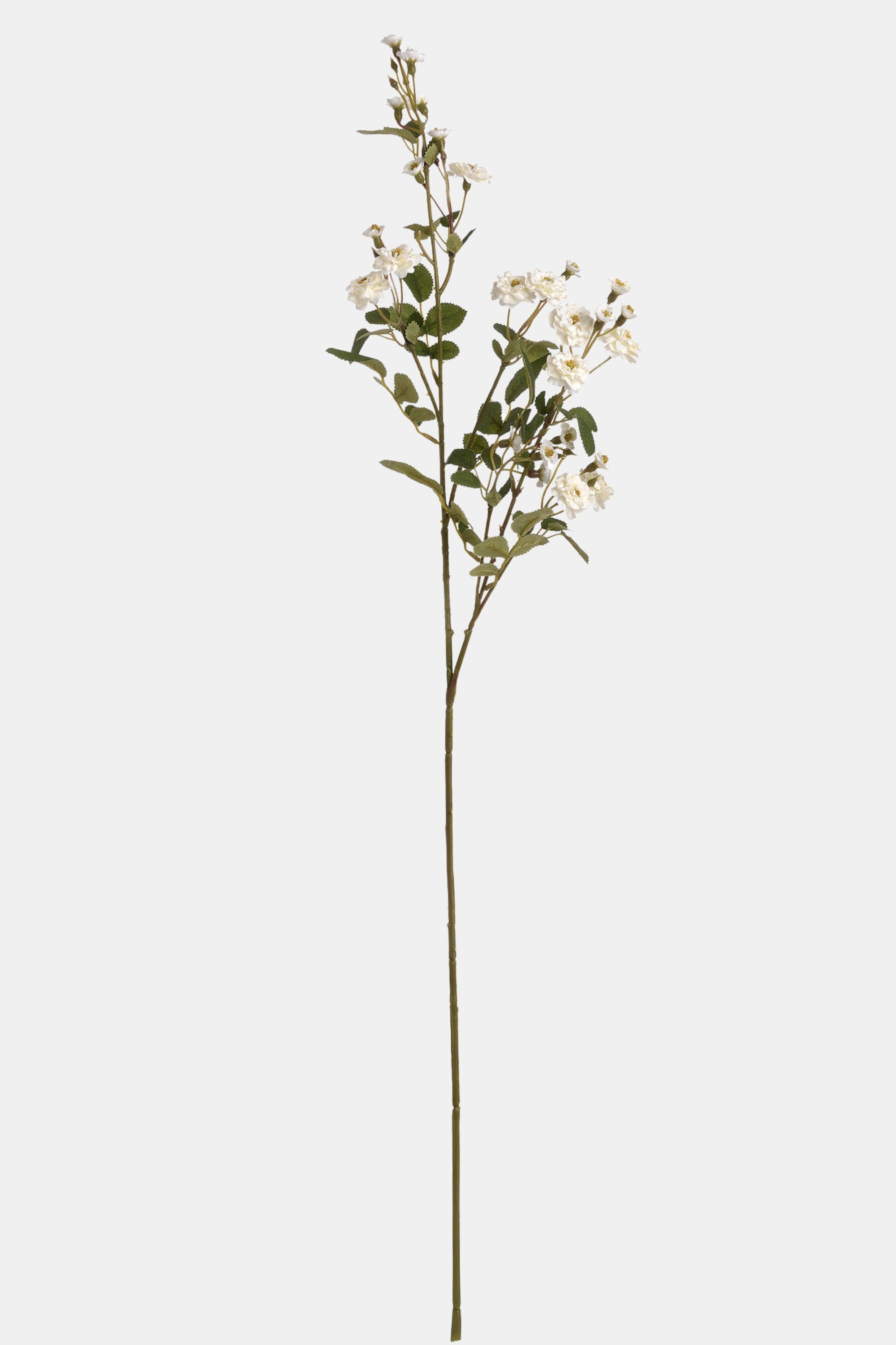 The Lucca Accent Arrangement