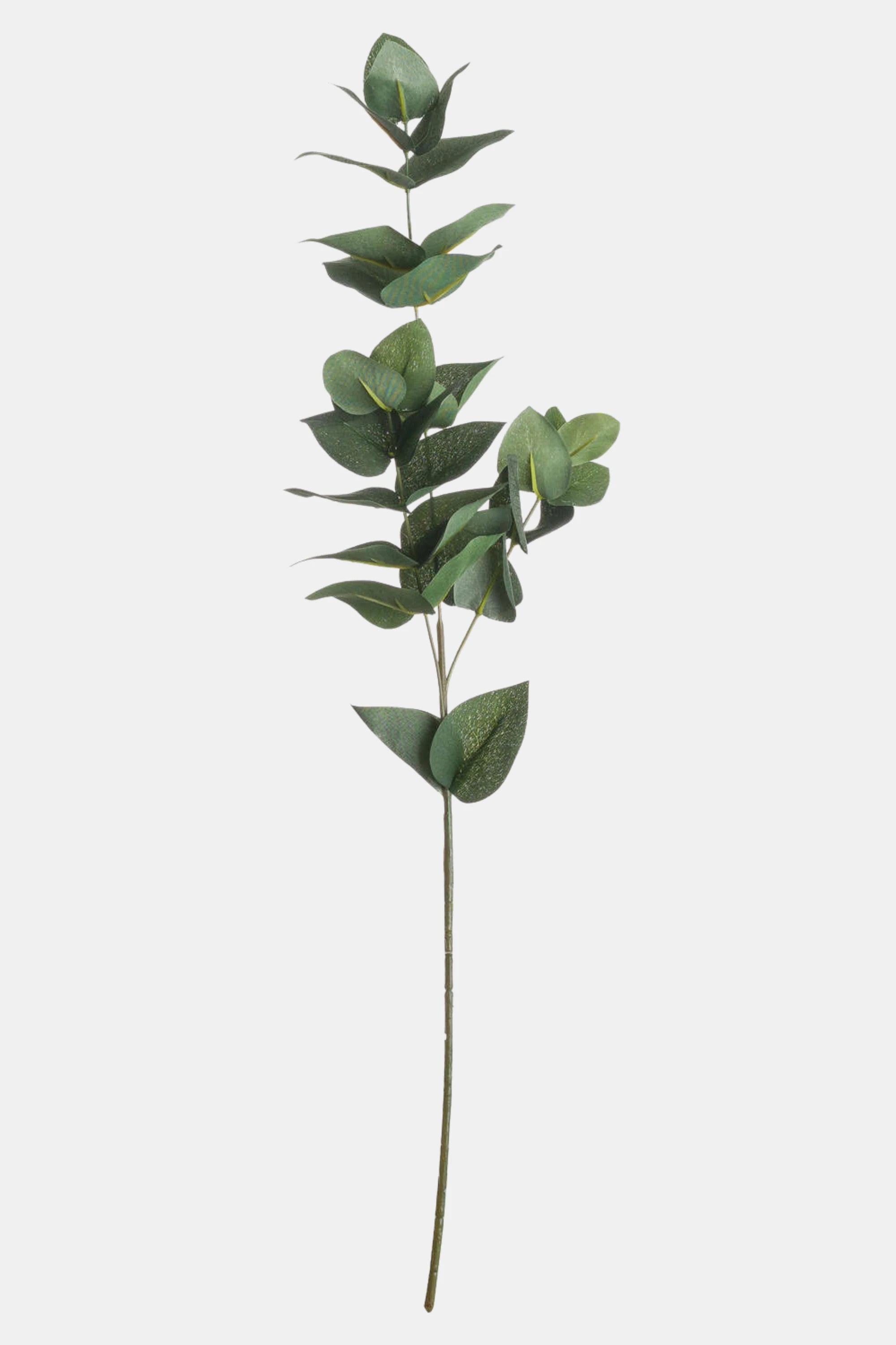 Green Eucalyptus Stem