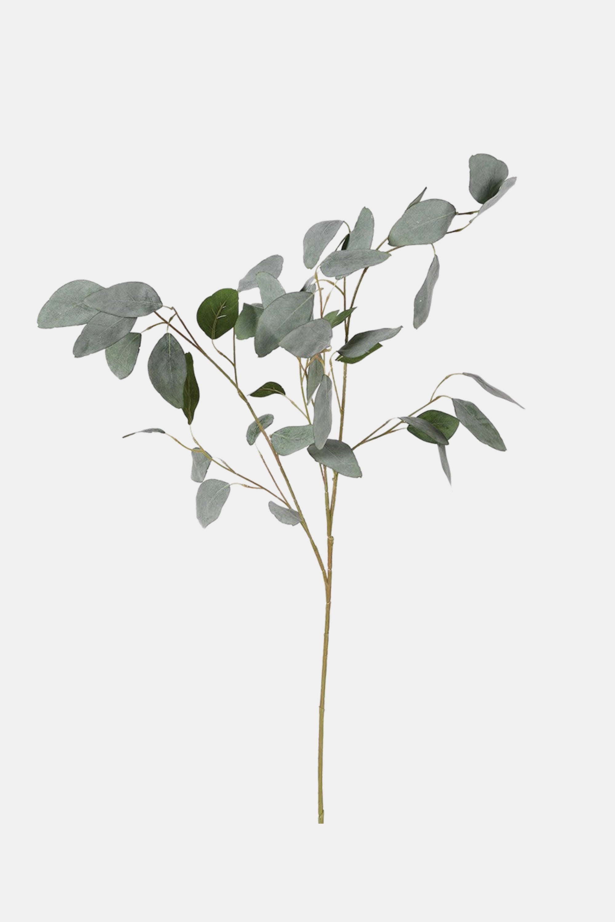Silver Dollar Eucalyptus Spray