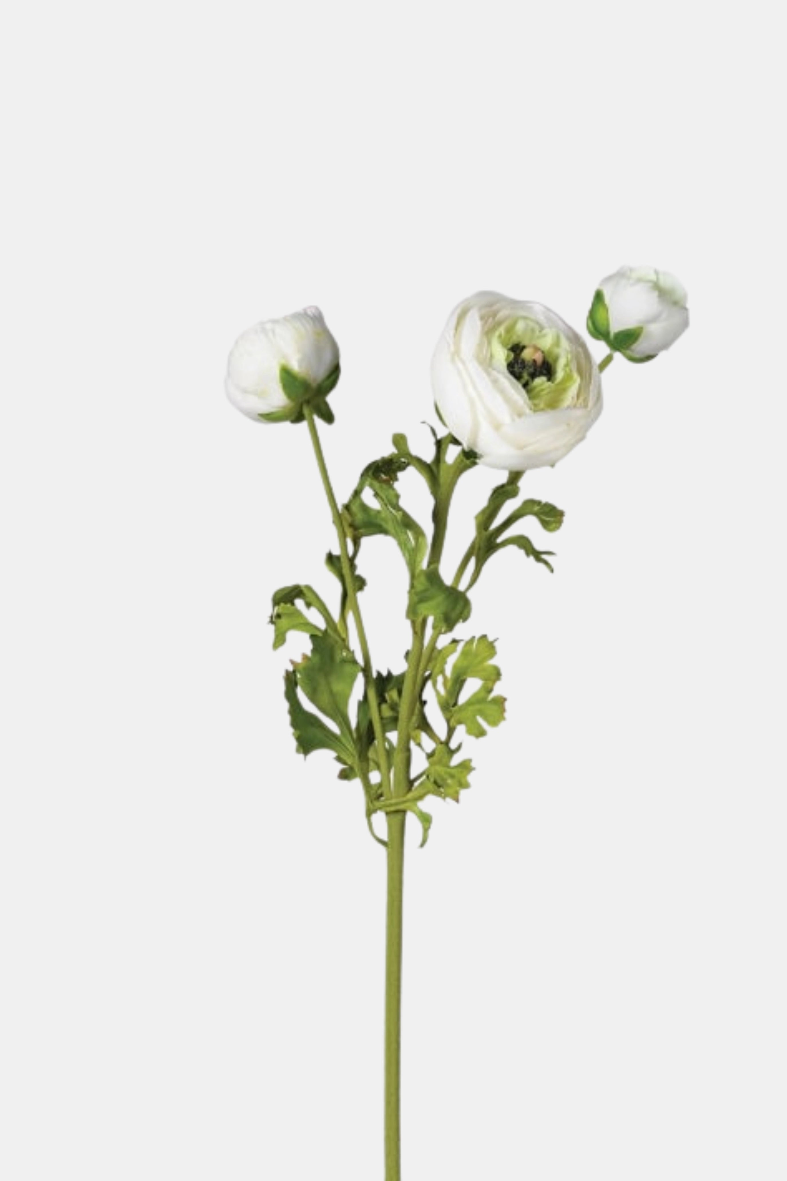 White Deluxe Real Feel Ranunculus