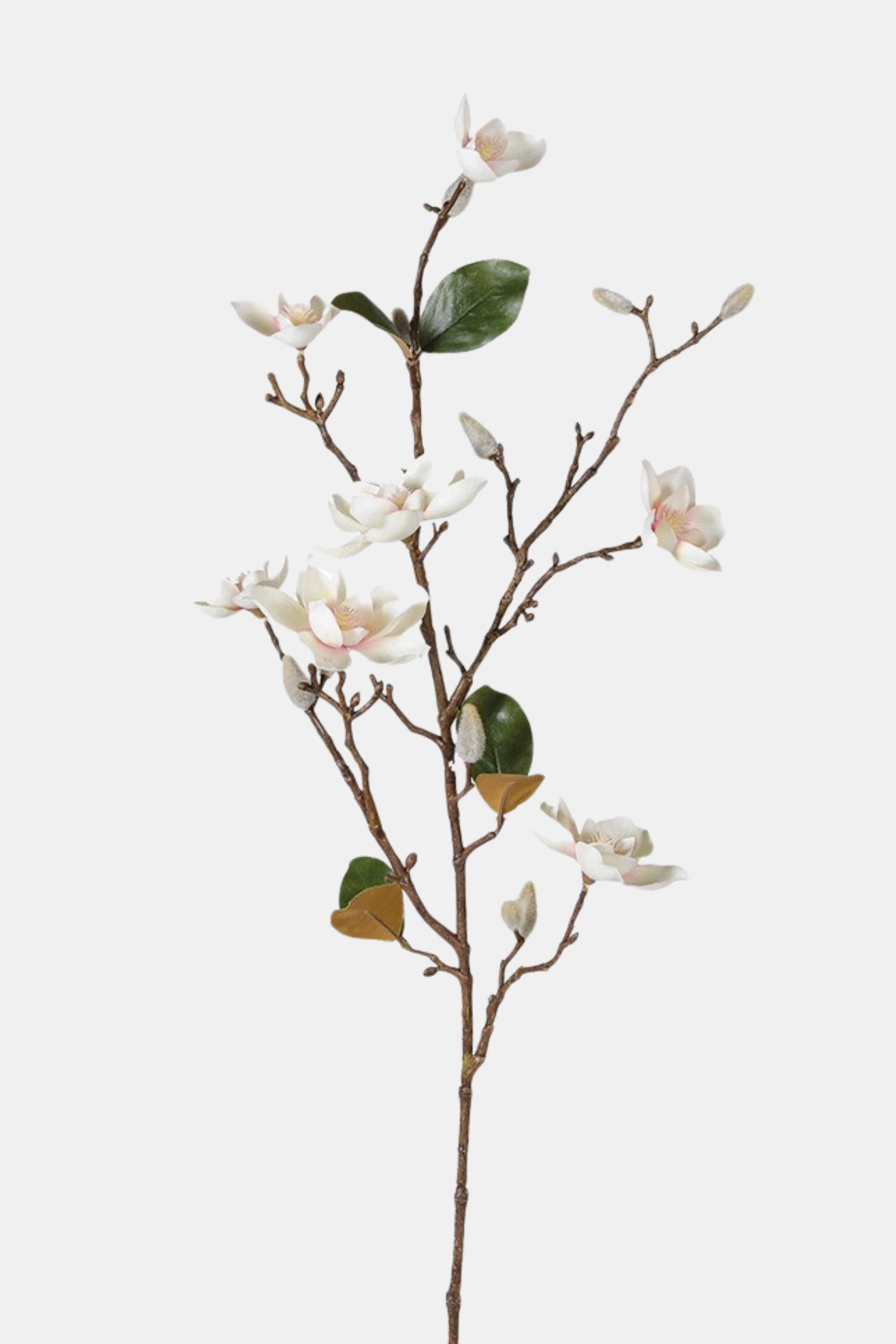 White Blush Magnolia Stem