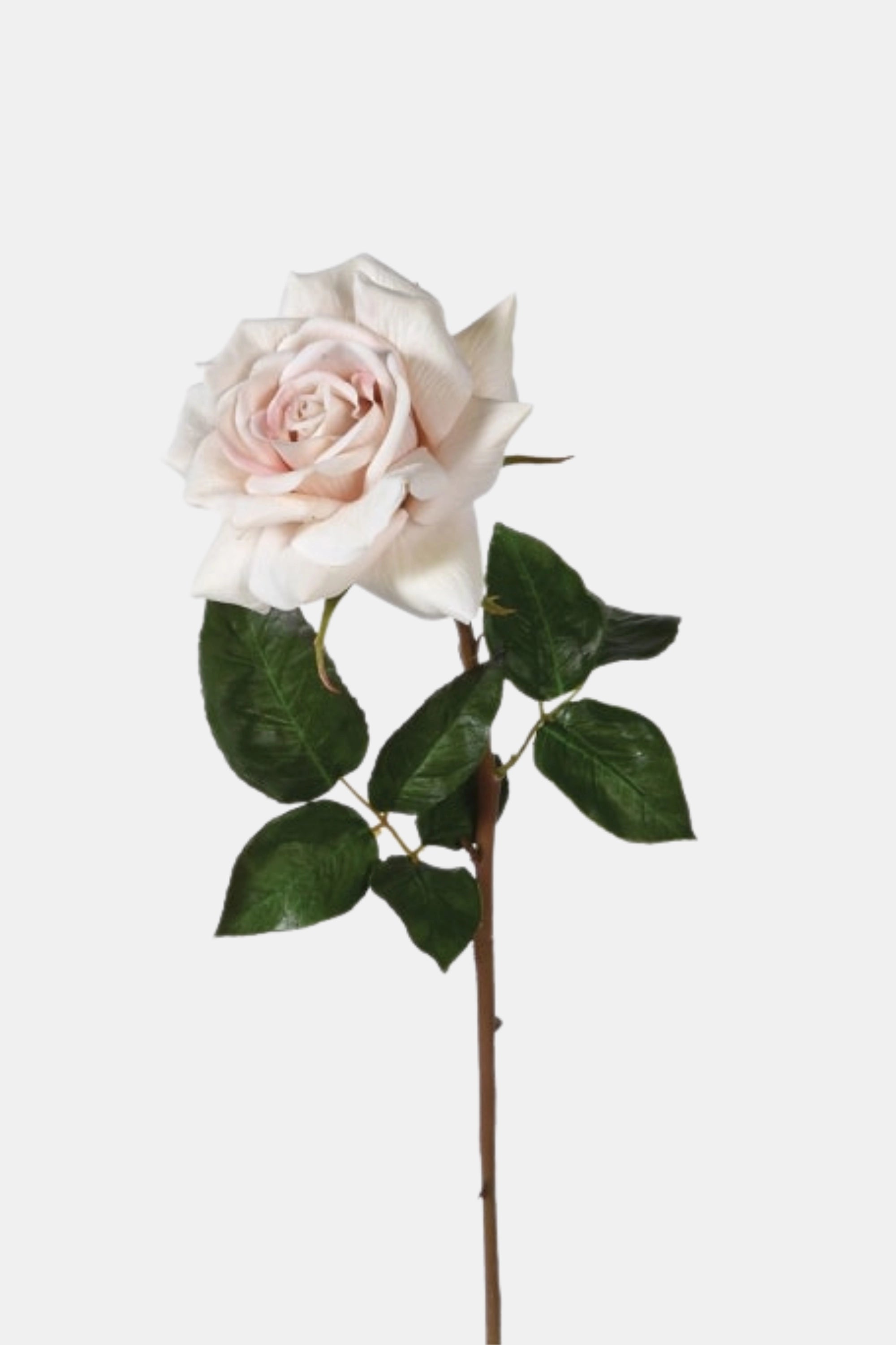 Blush Deluxe Real Feel Rose