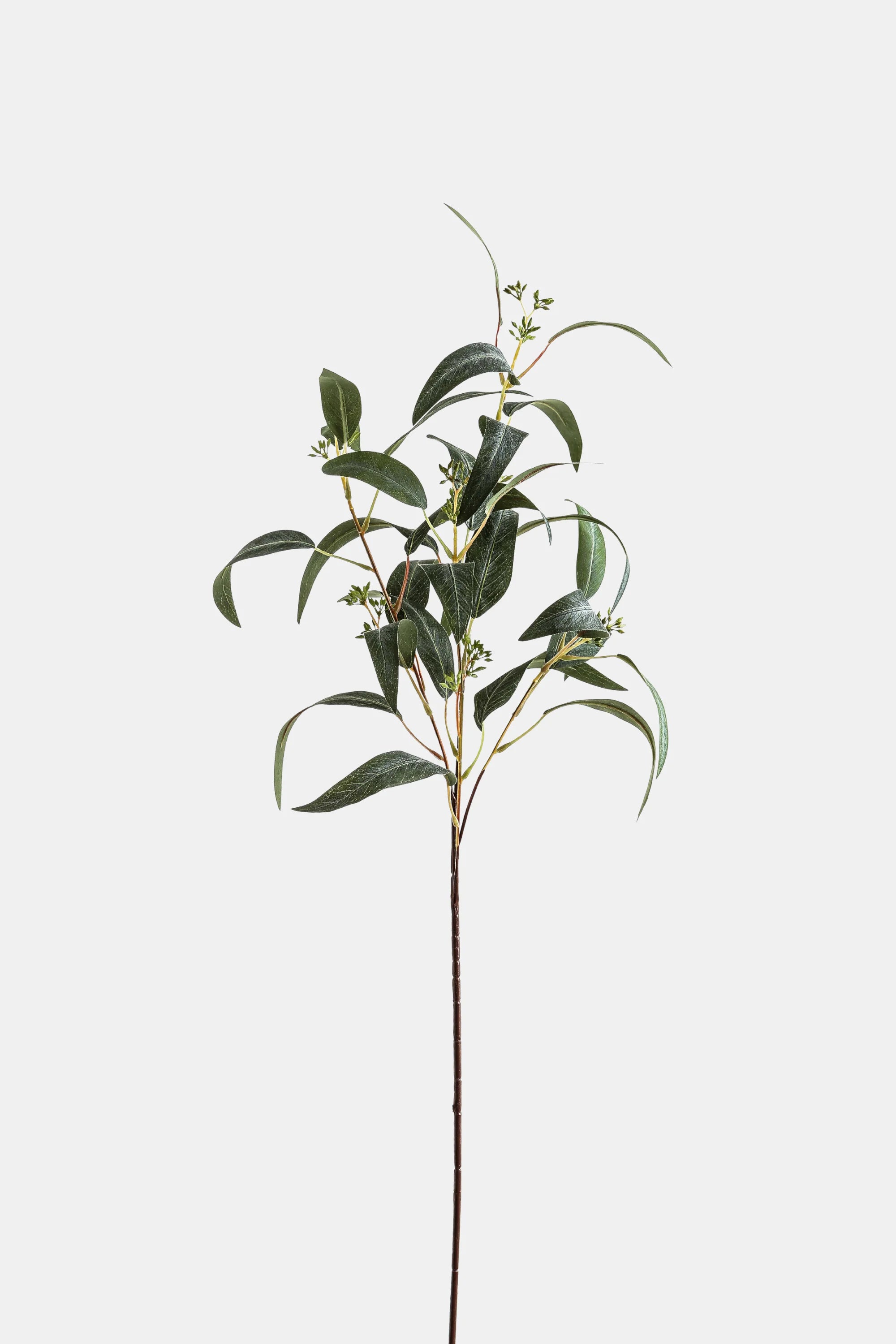 Large Seeded Eucalyptus Stem
