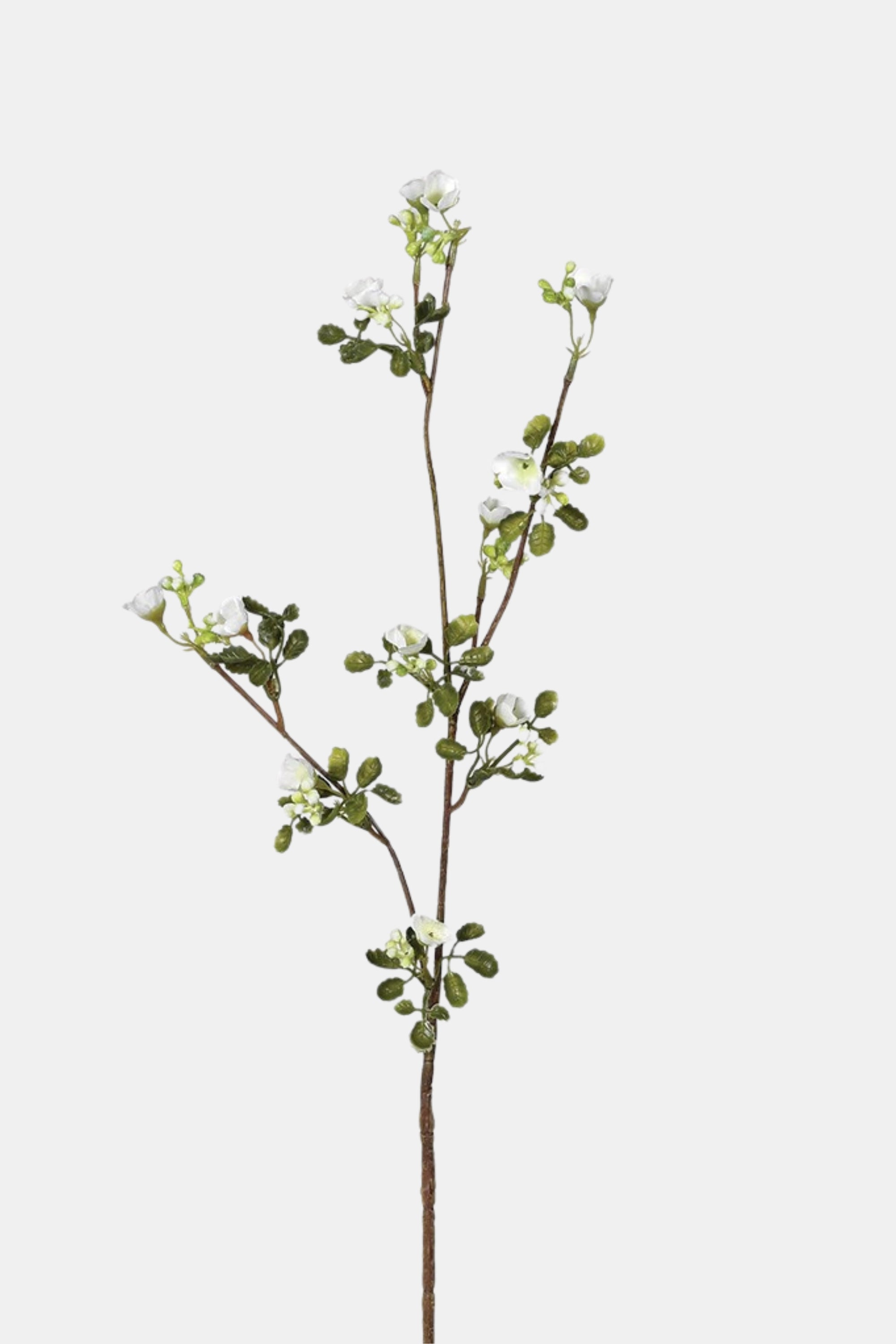 White Wax Flower