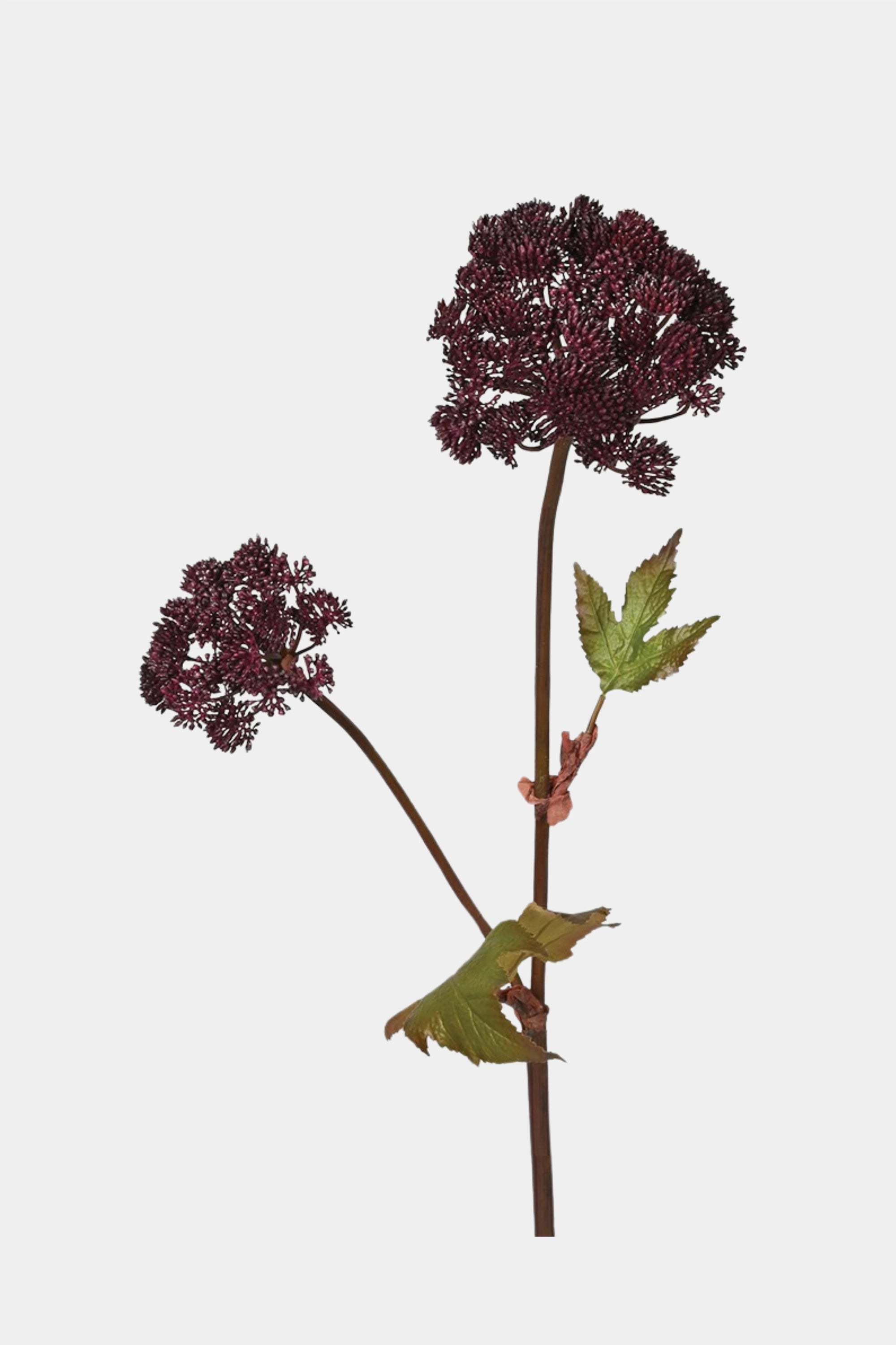 Burgundy Angelica Seed Stem