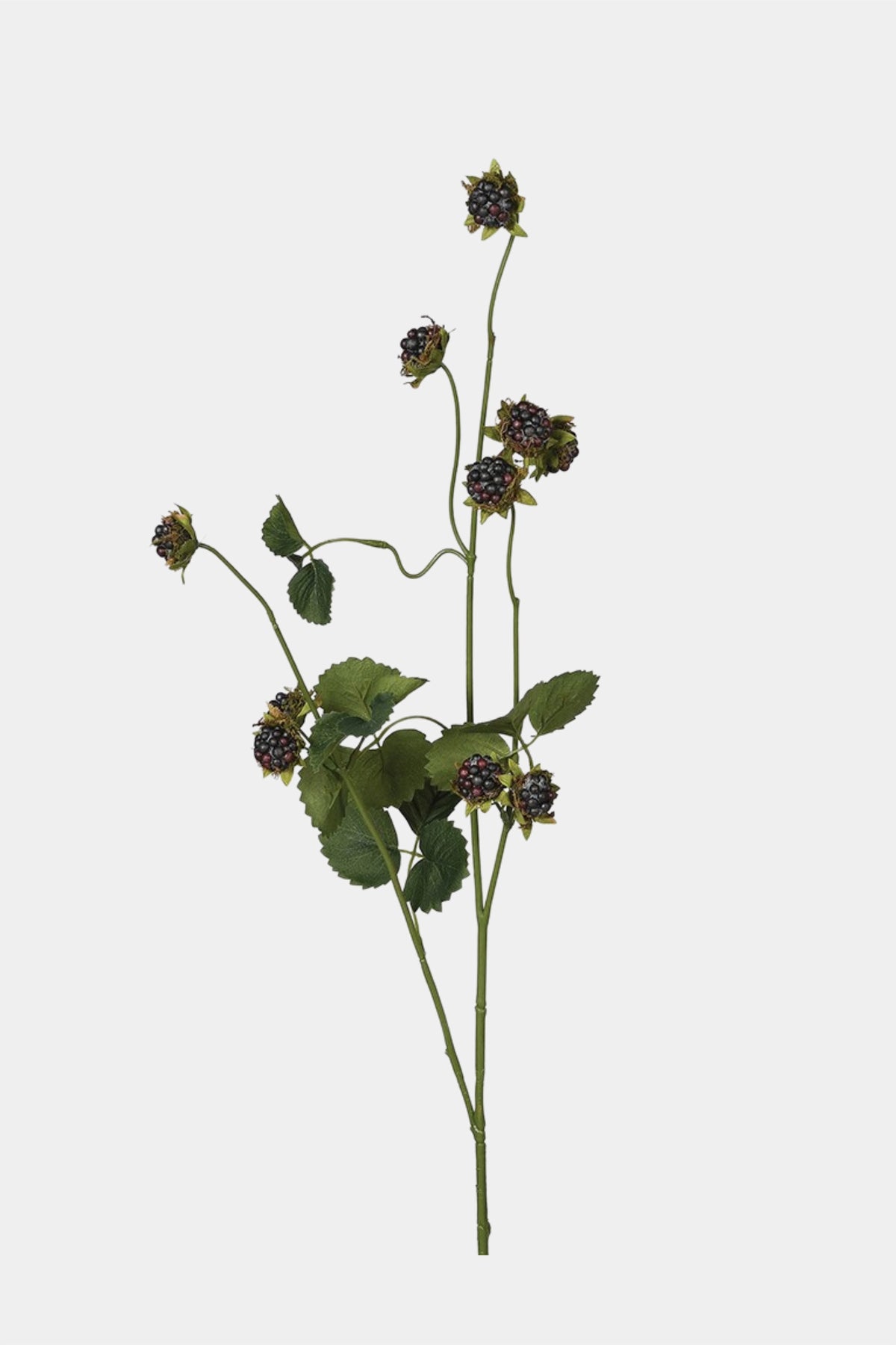 Wild Blackberry Spray