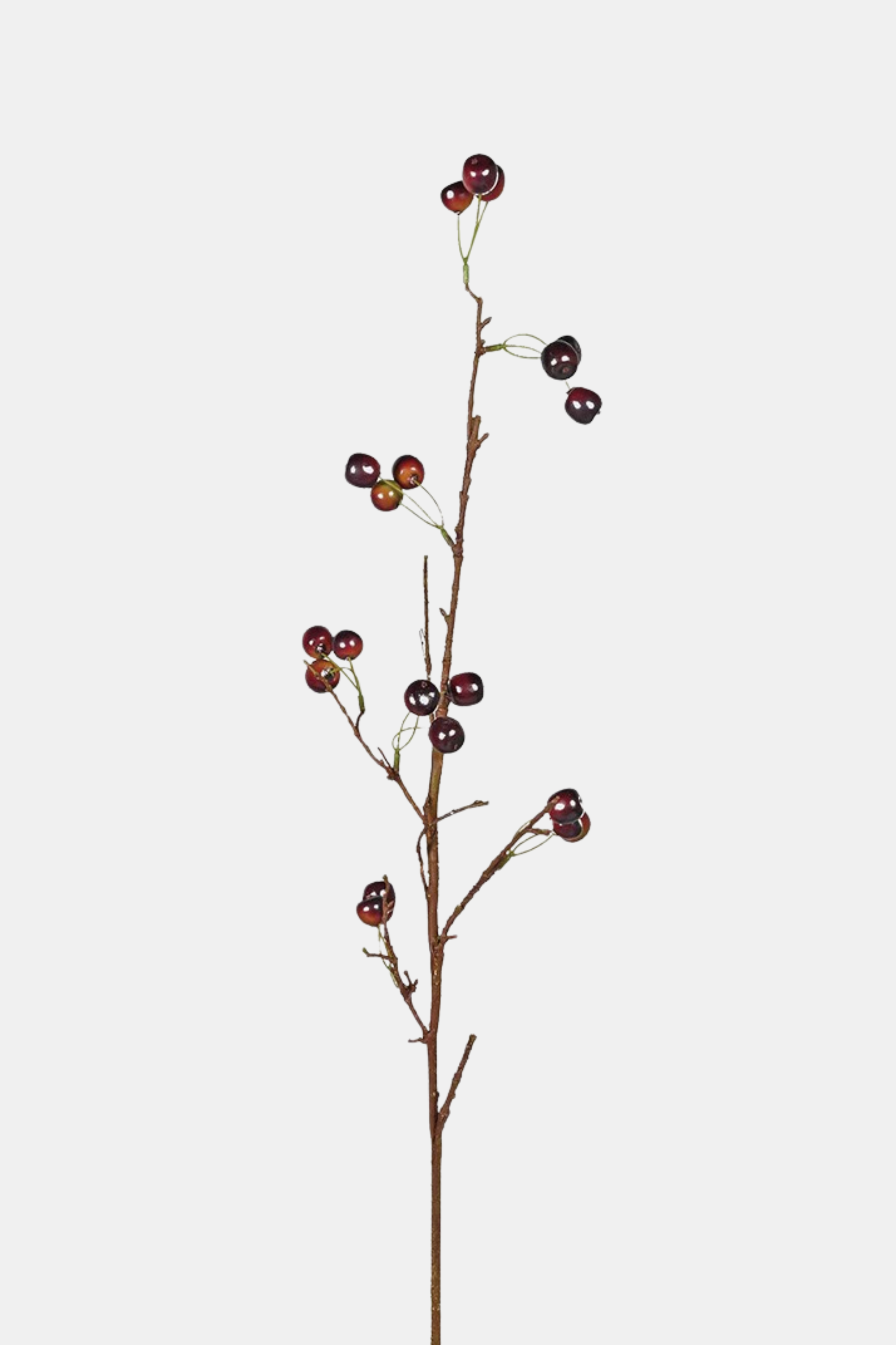 Wild Cherry Stem