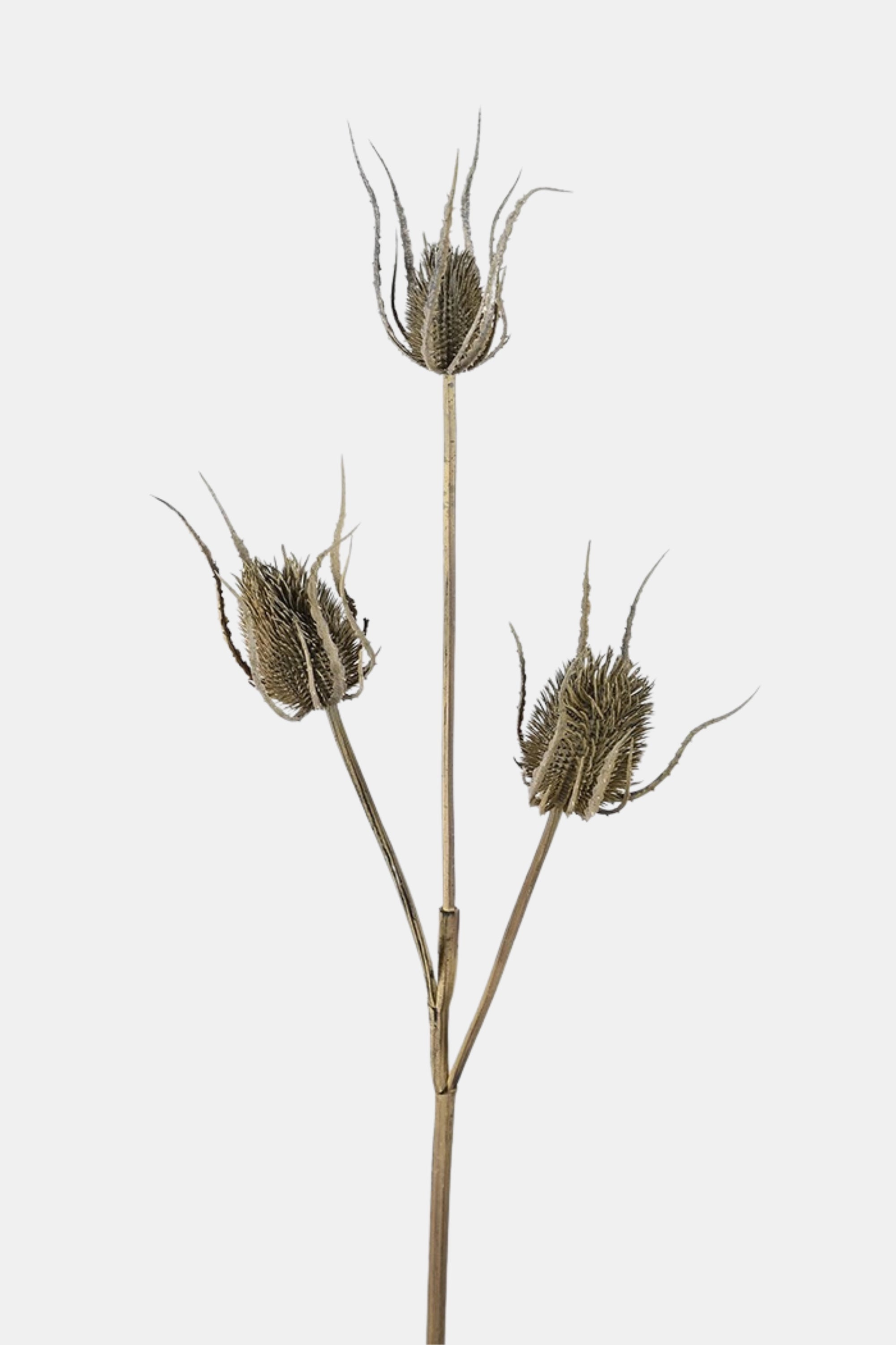 Brown Teasel Bundle