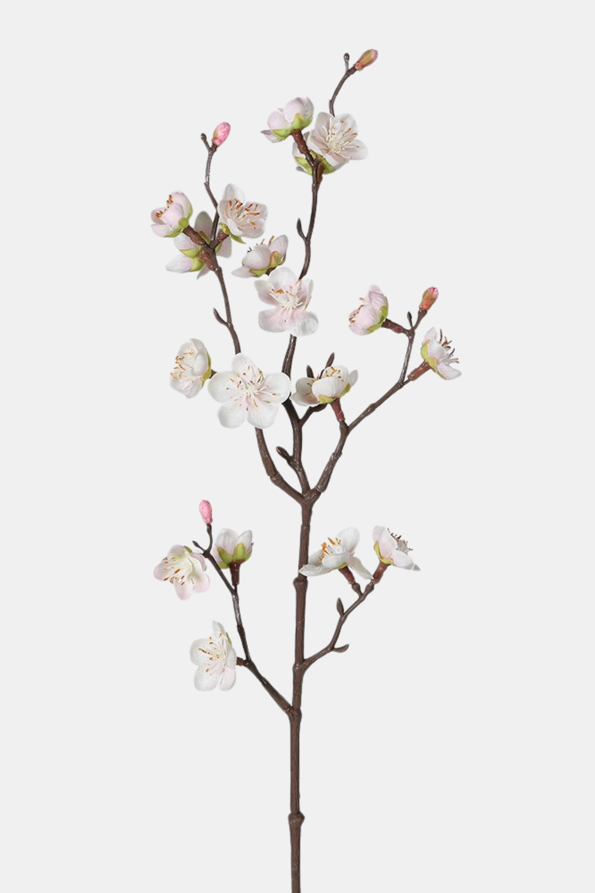 Blush Plum Blossom