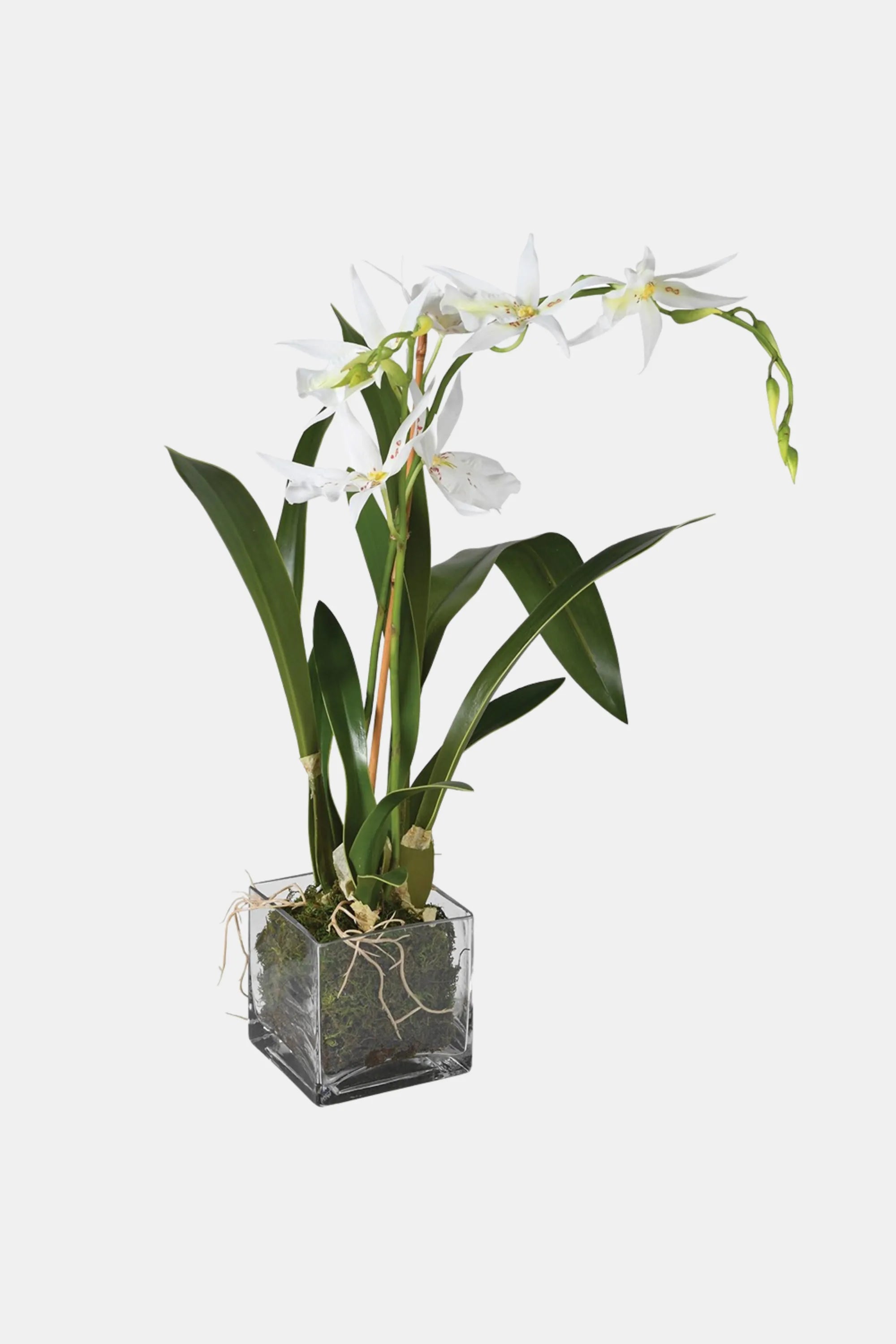 Spider Orchid in Glass Pot