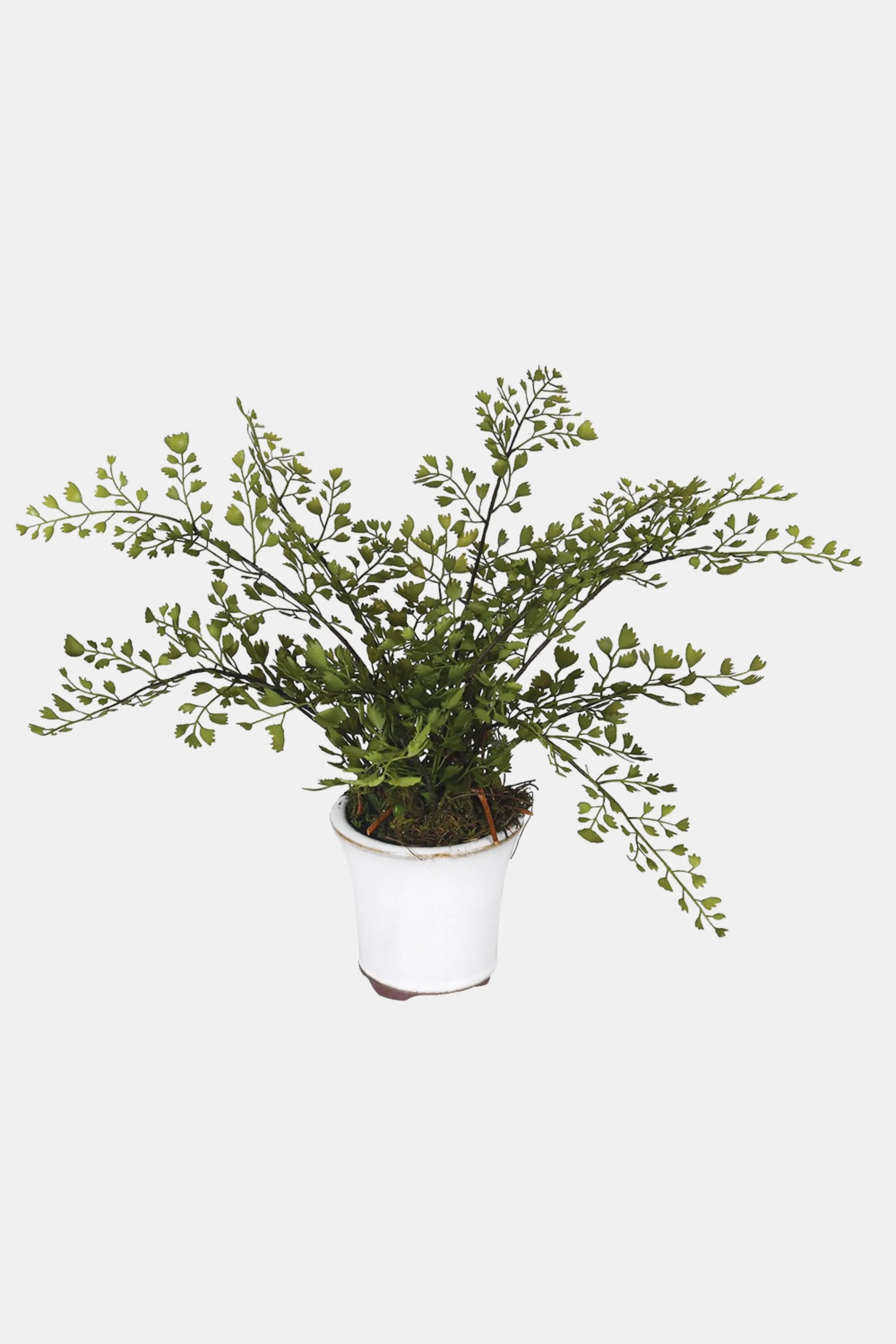Small Maidenhair Fern in Pot