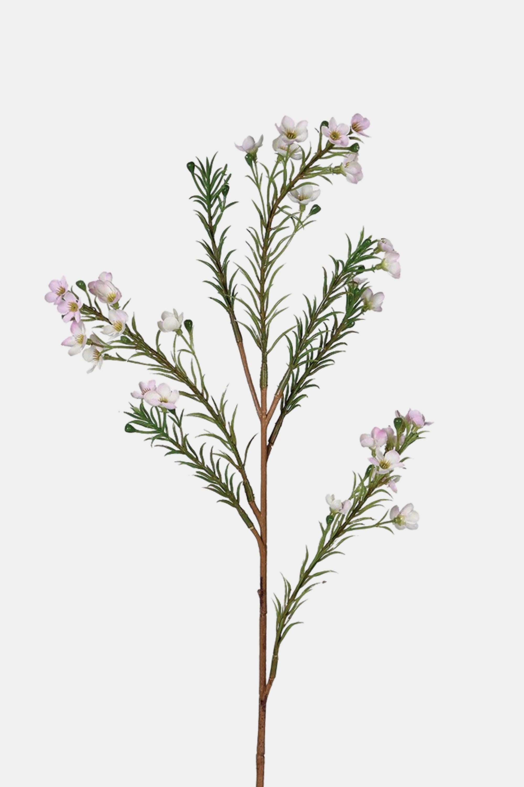 Pink Wax Flower