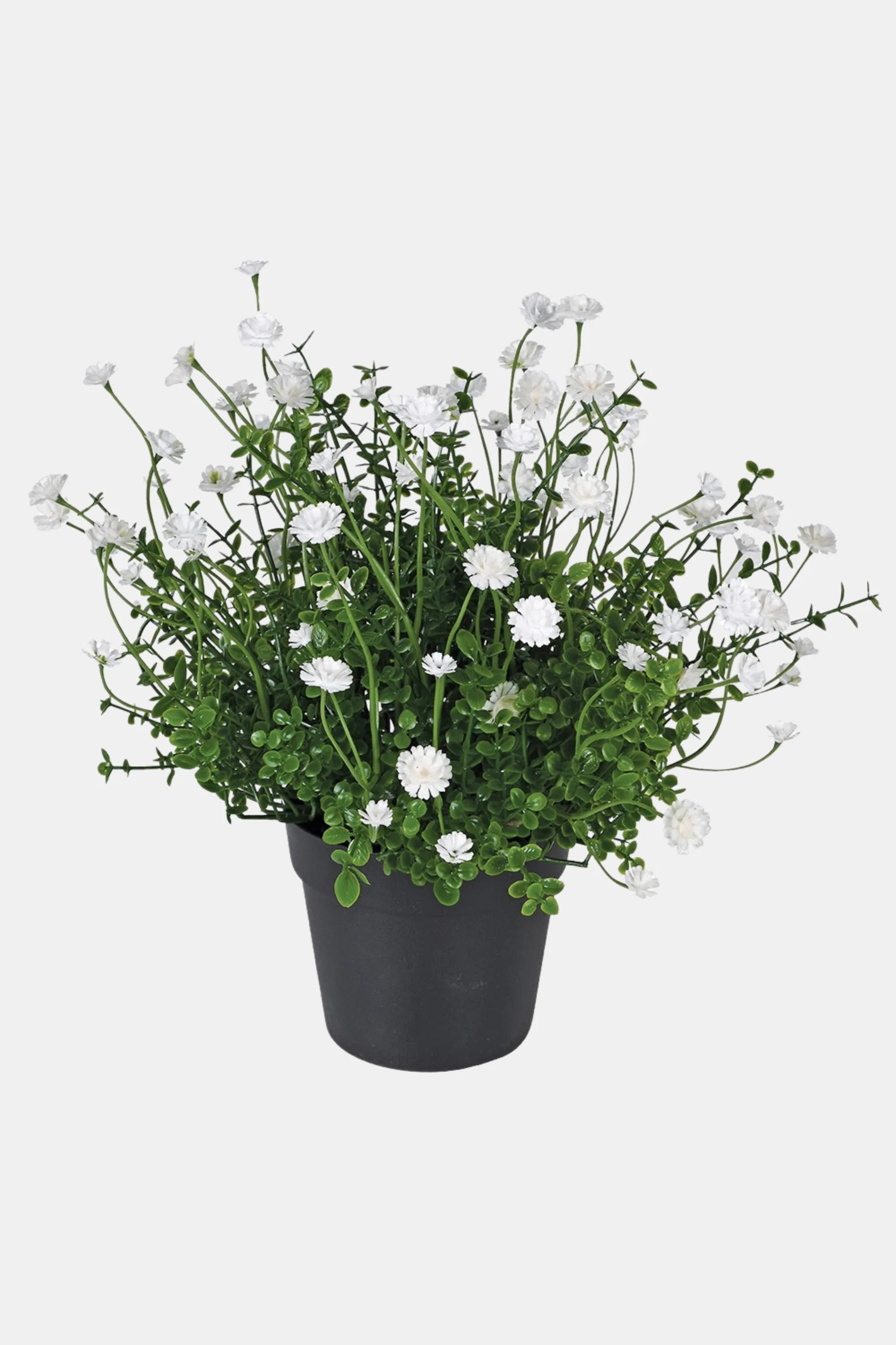 Gypsophilia Bush in Pot