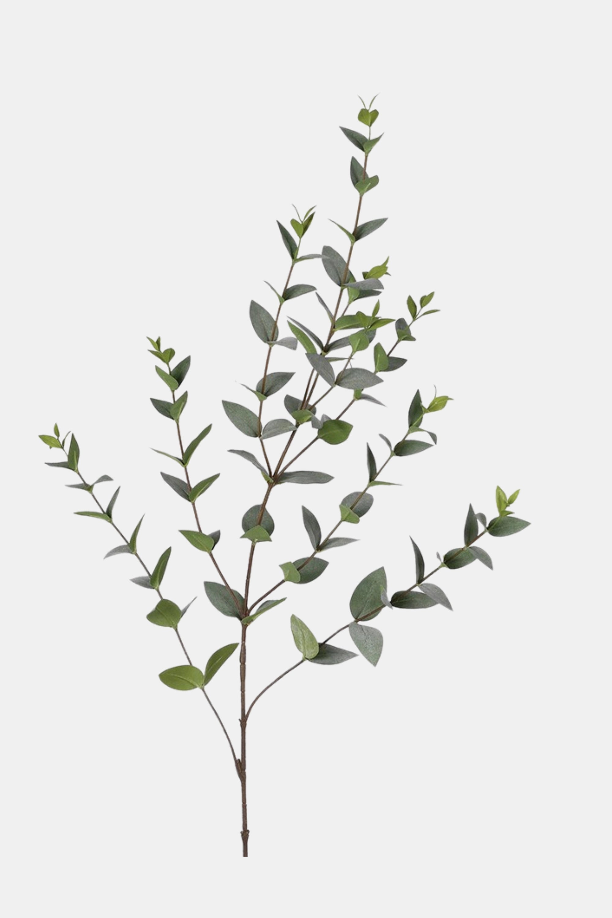 Green Eucalyptus Spray
