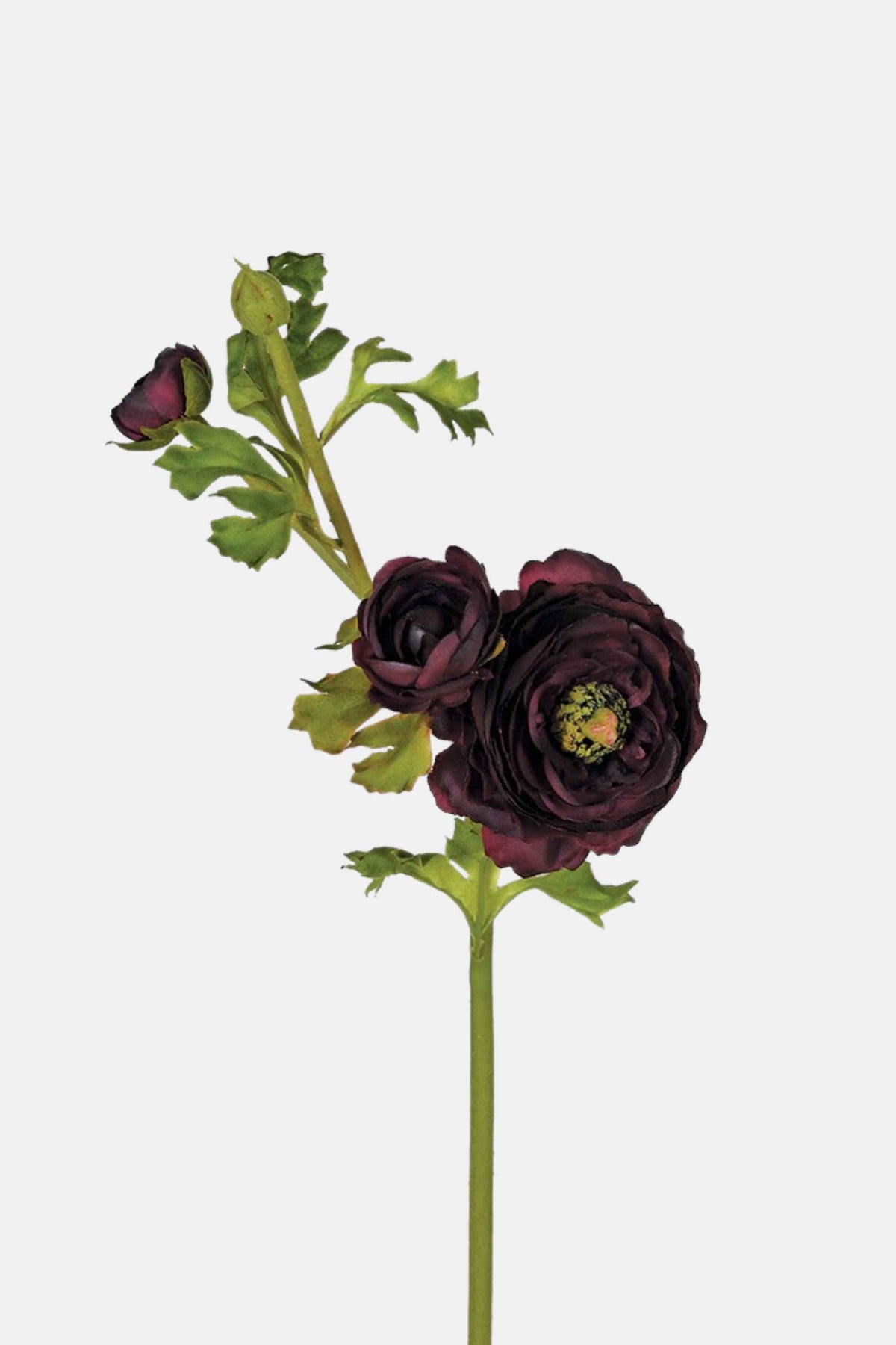 Burgundy Ranunculus