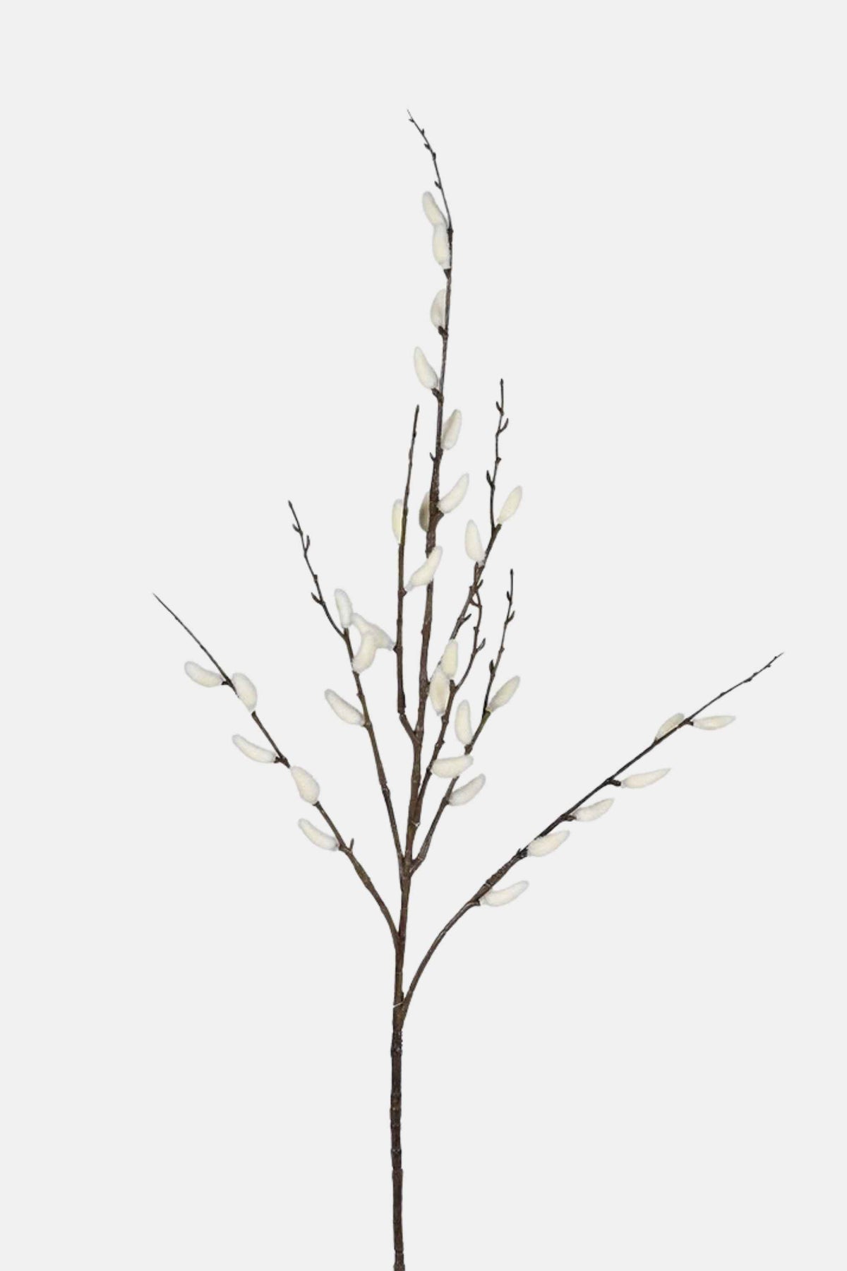 White Pussy Willow Stem