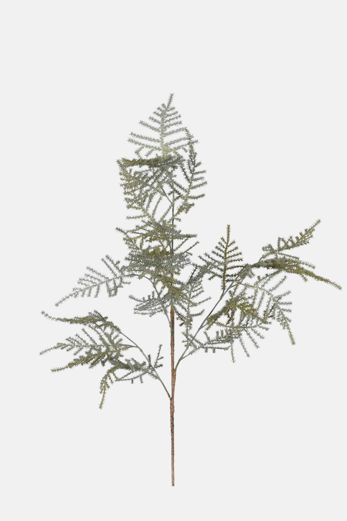 Asparagus Fern Spray