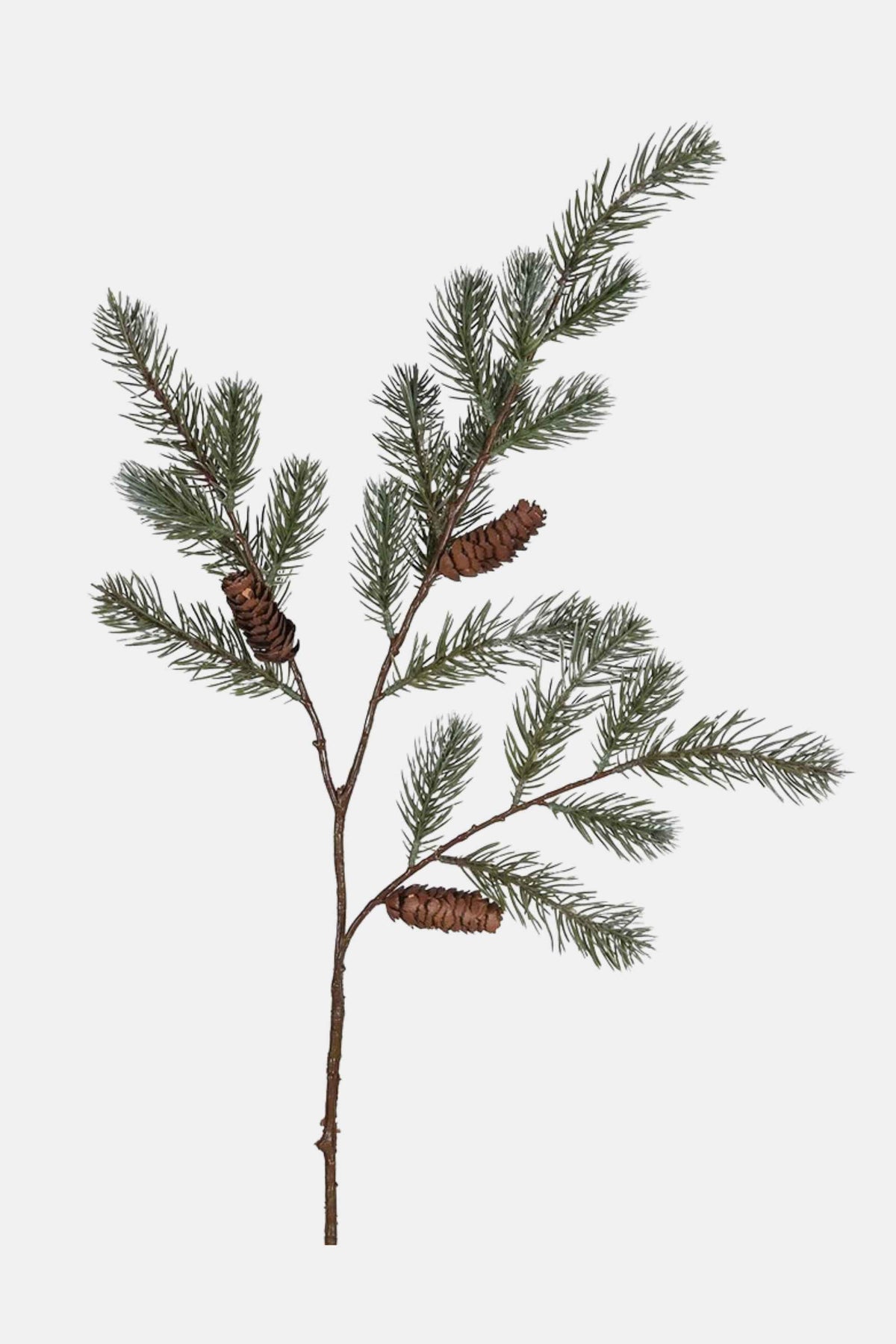 Spruce Pine Spray